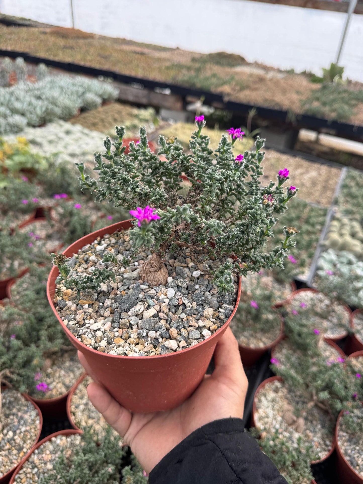 Trychodiadema bulbosum