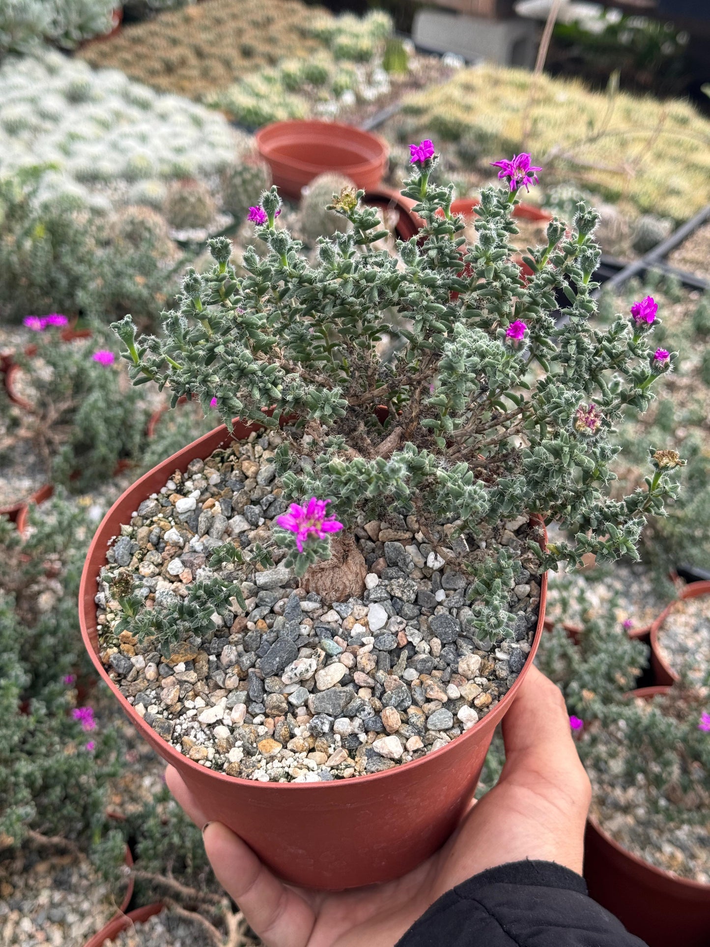 Trychodiadema bulbosum