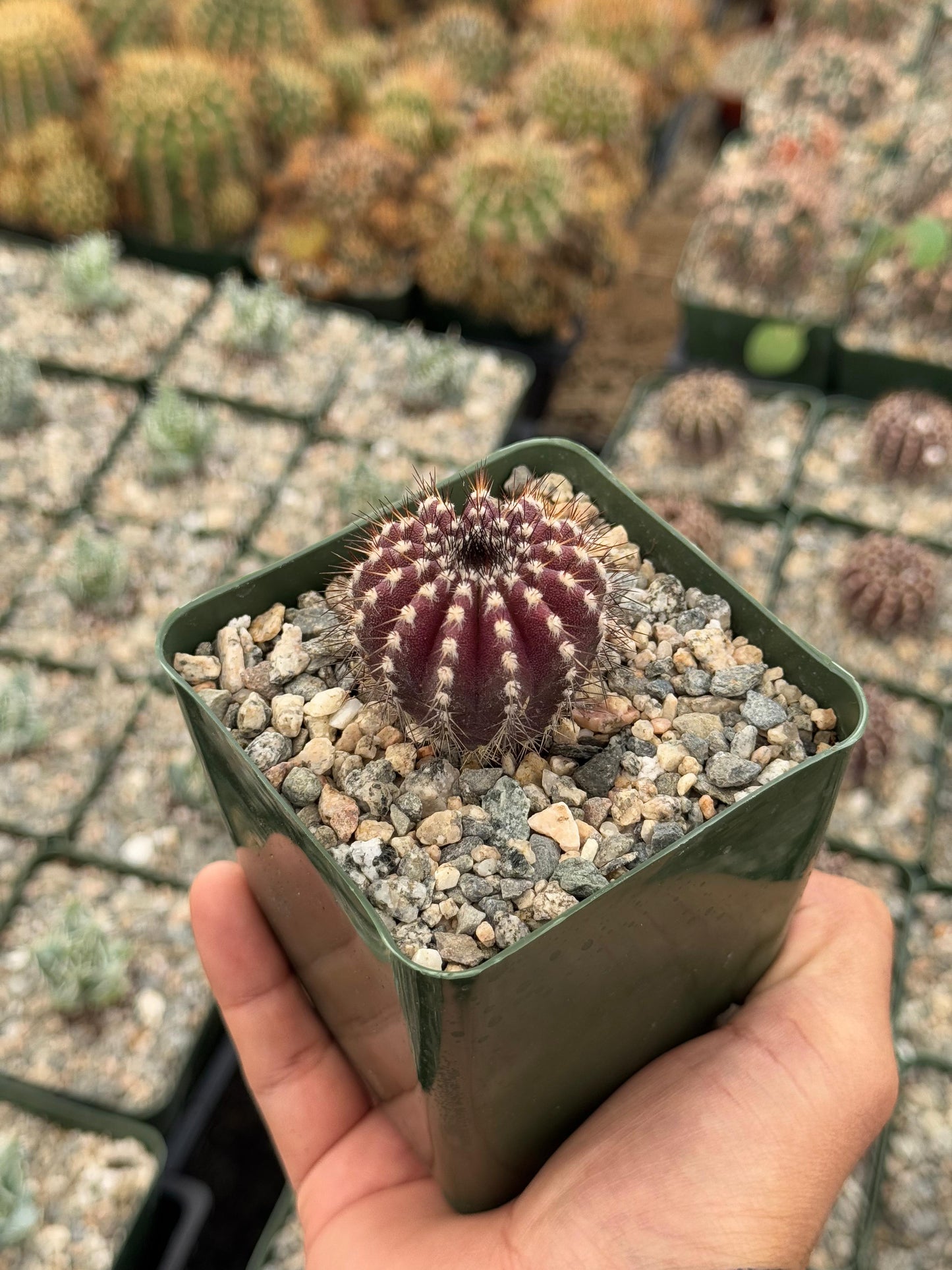 Uebelmannia pectinifera