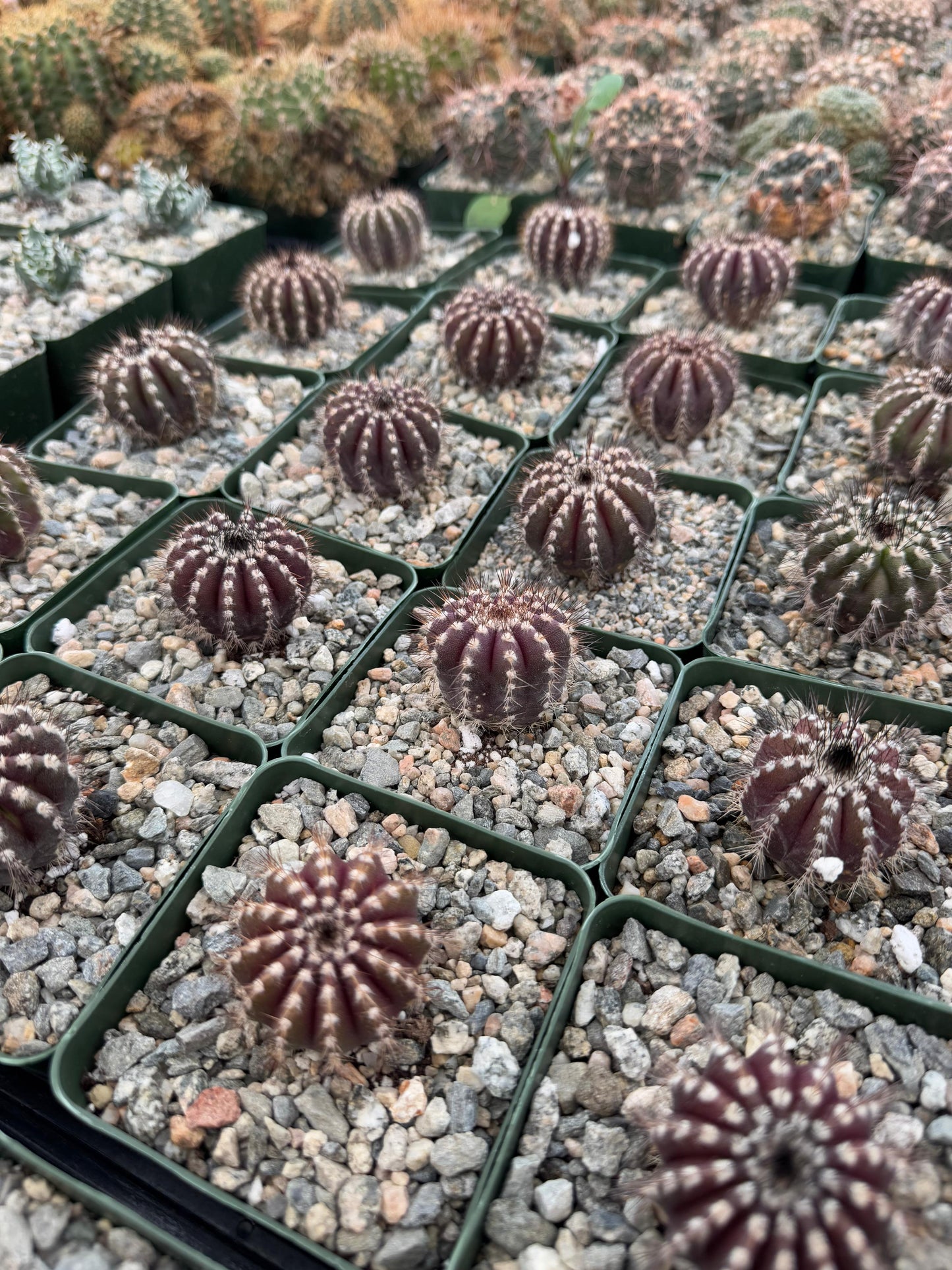 Uebelmannia pectinifera