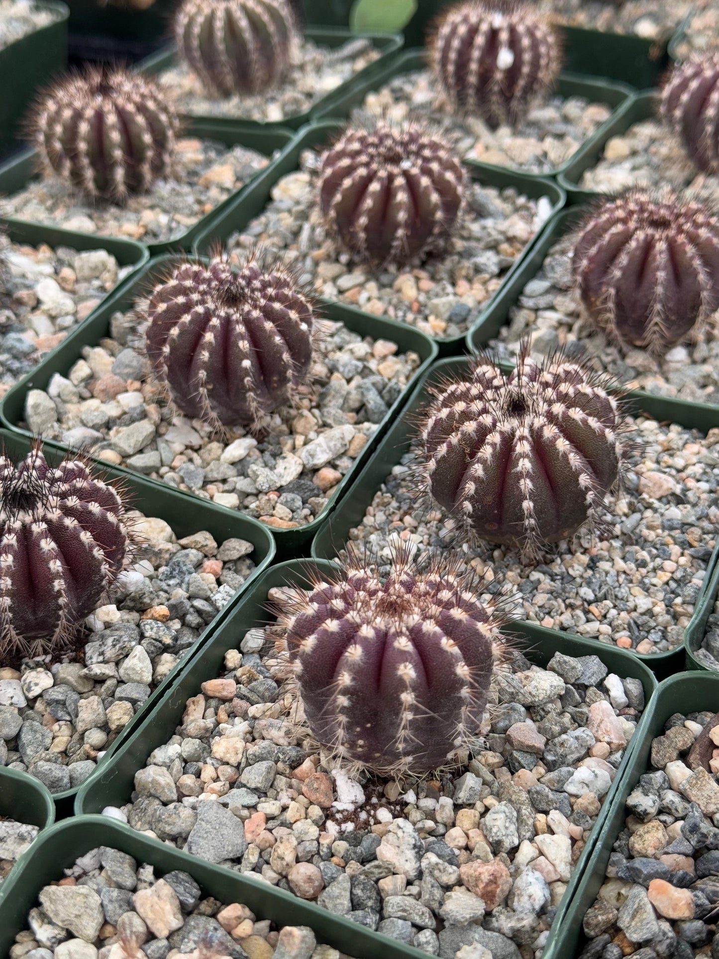 Uebelmannia pectinifera