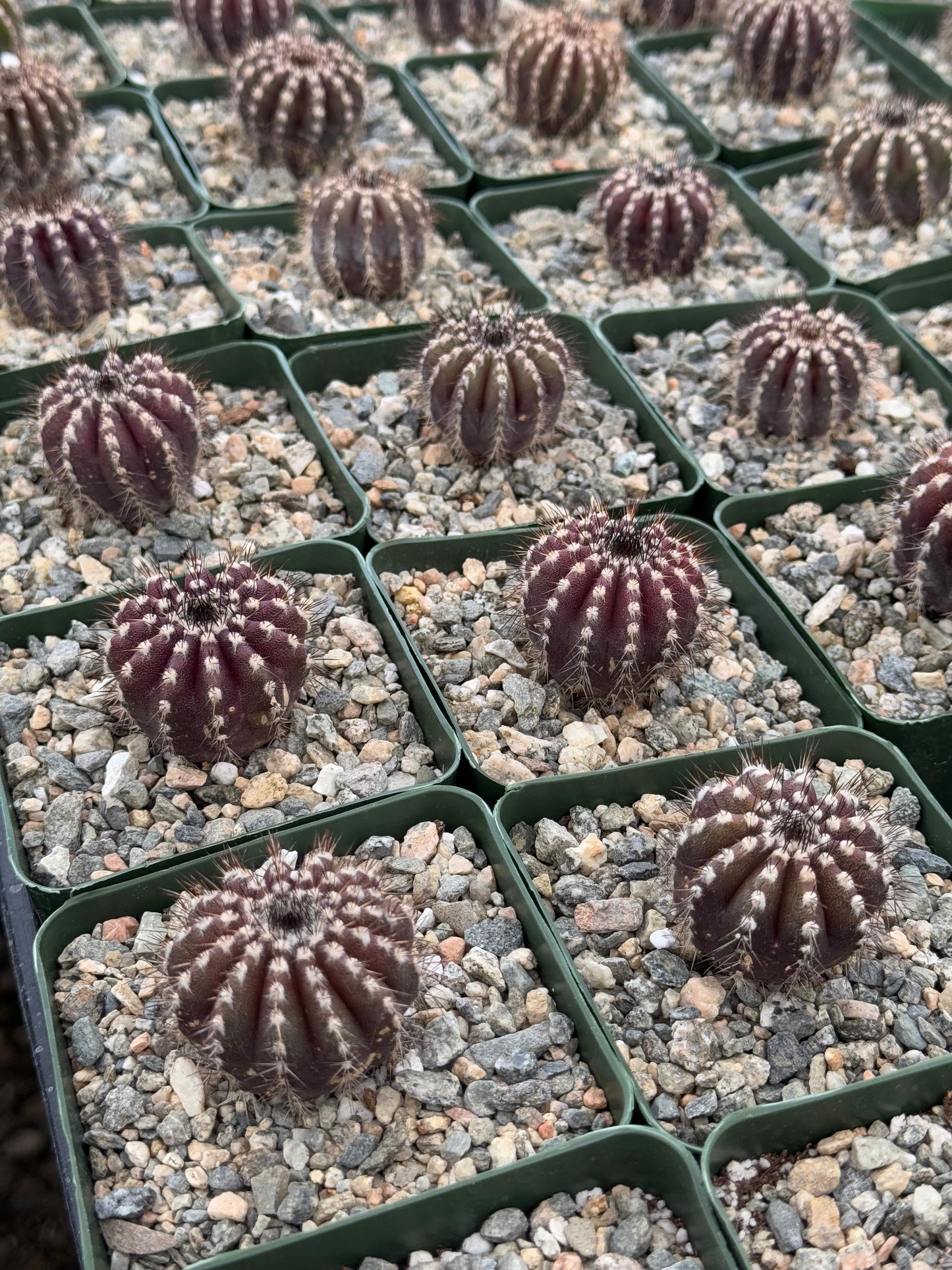 Uebelmannia pectinifera