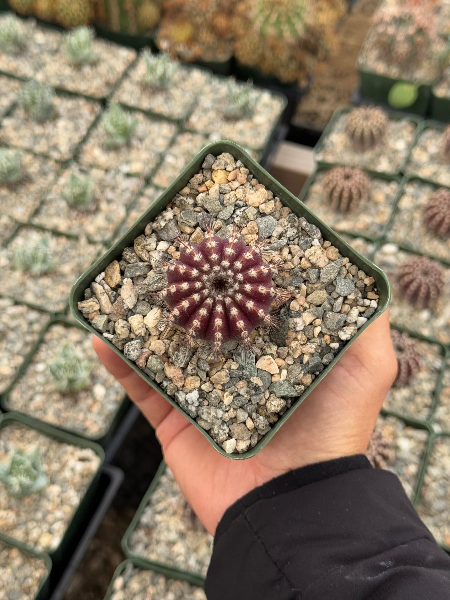 Uebelmannia pectinifera