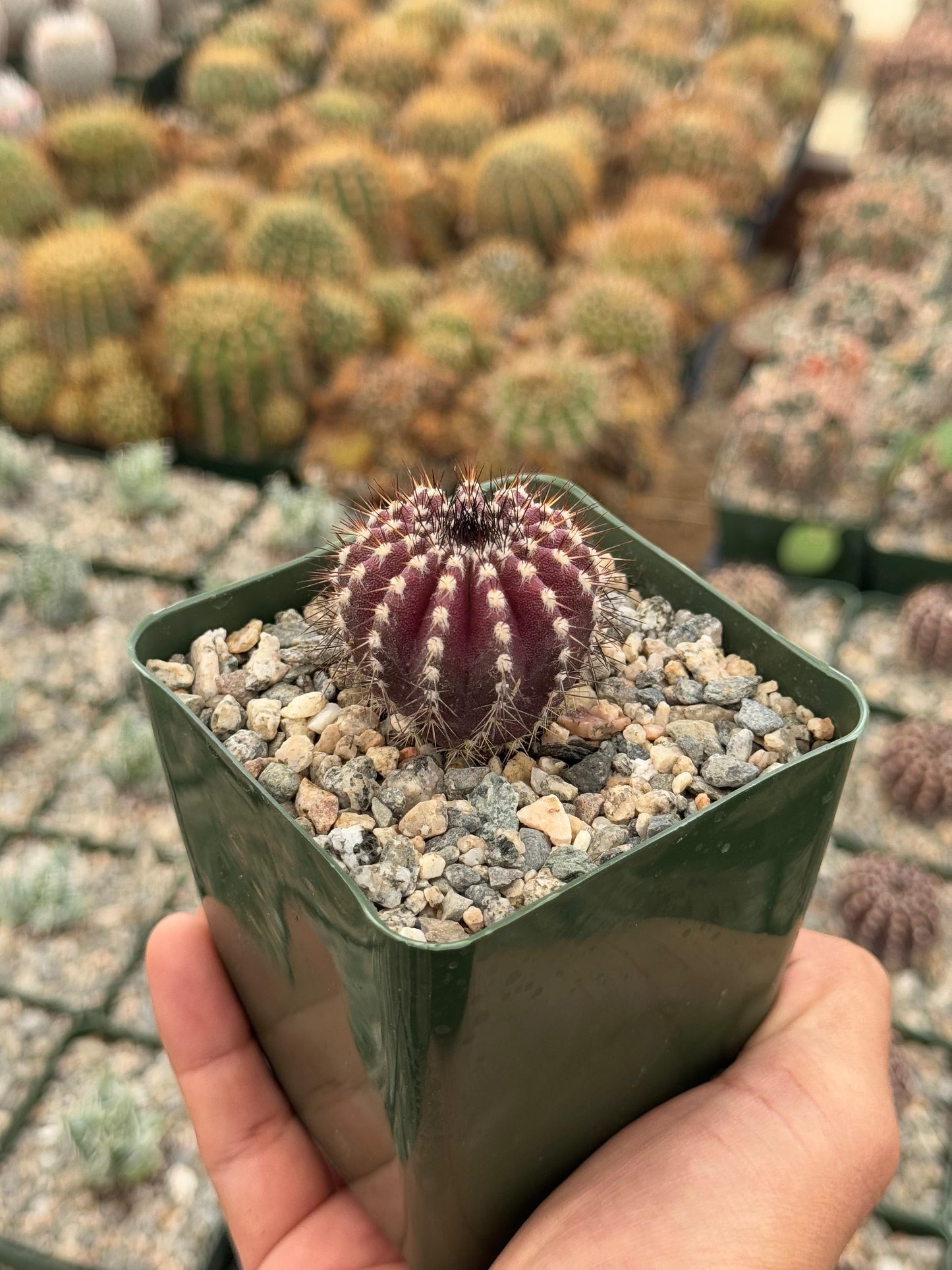 Uebelmannia pectinifera