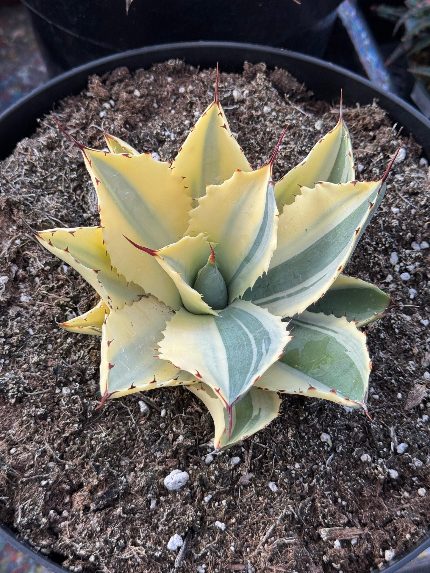 Agave ovatifolia half moon variegado