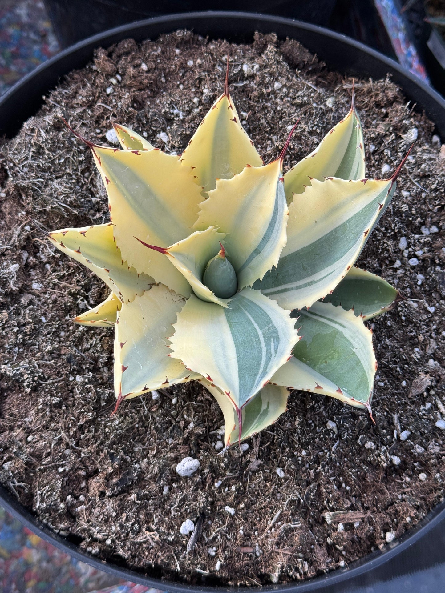 Agave ovatifolia half moon variegado