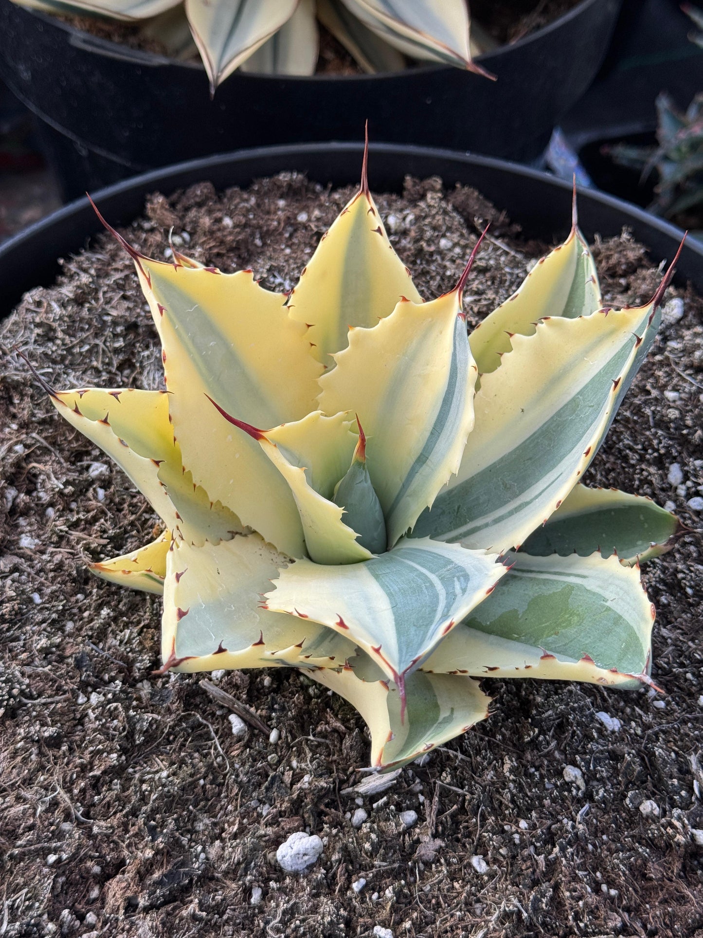 Agave ovatifolia half moon variegado
