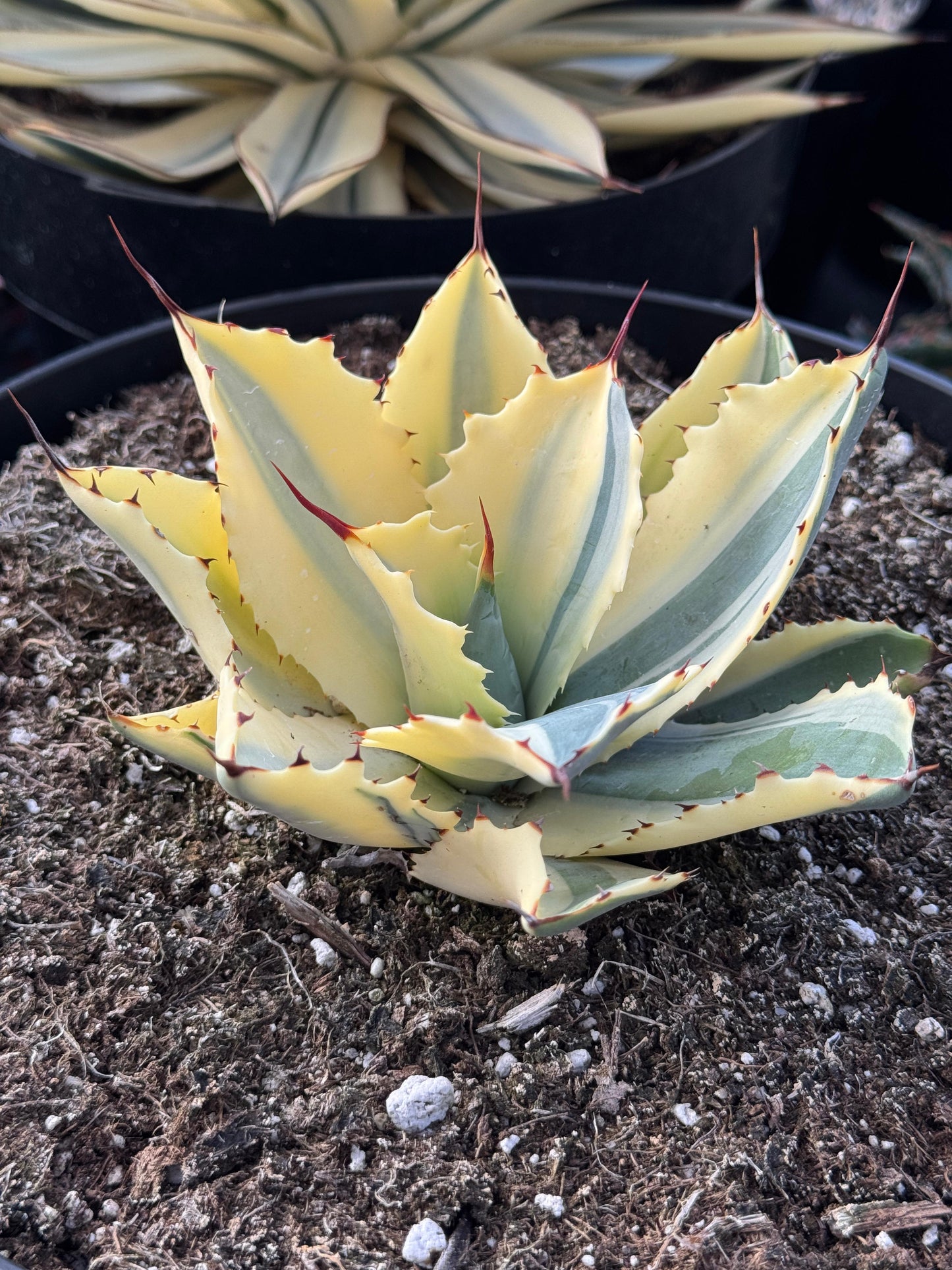Agave ovatifolia half moon variegado