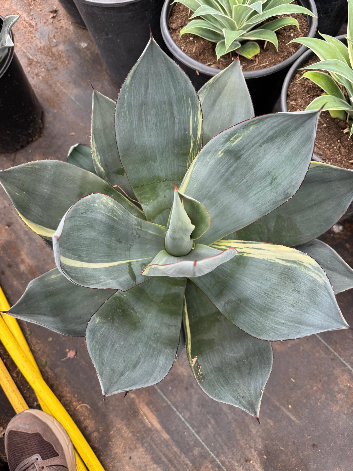 Agave celsii nova jumbo variegado