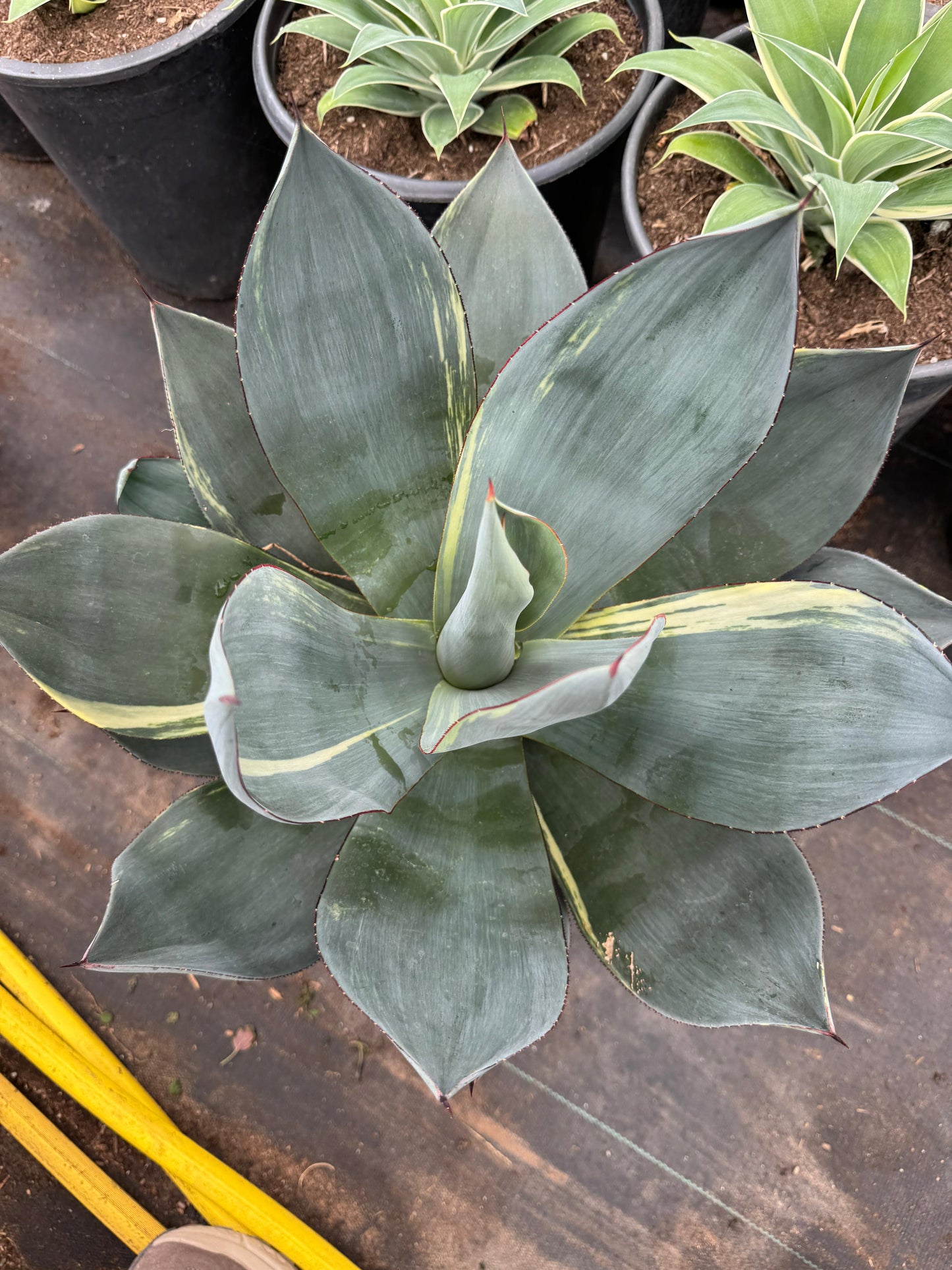 Agave celsii nova jumbo variegado