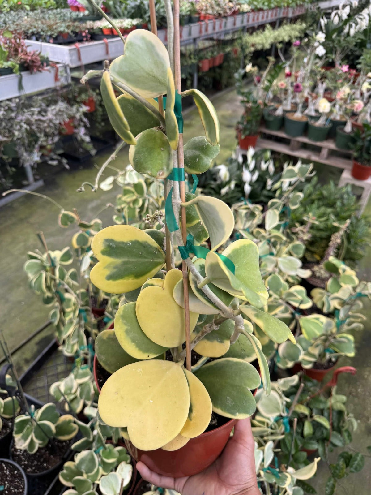 hoya kerri variegada jumbo