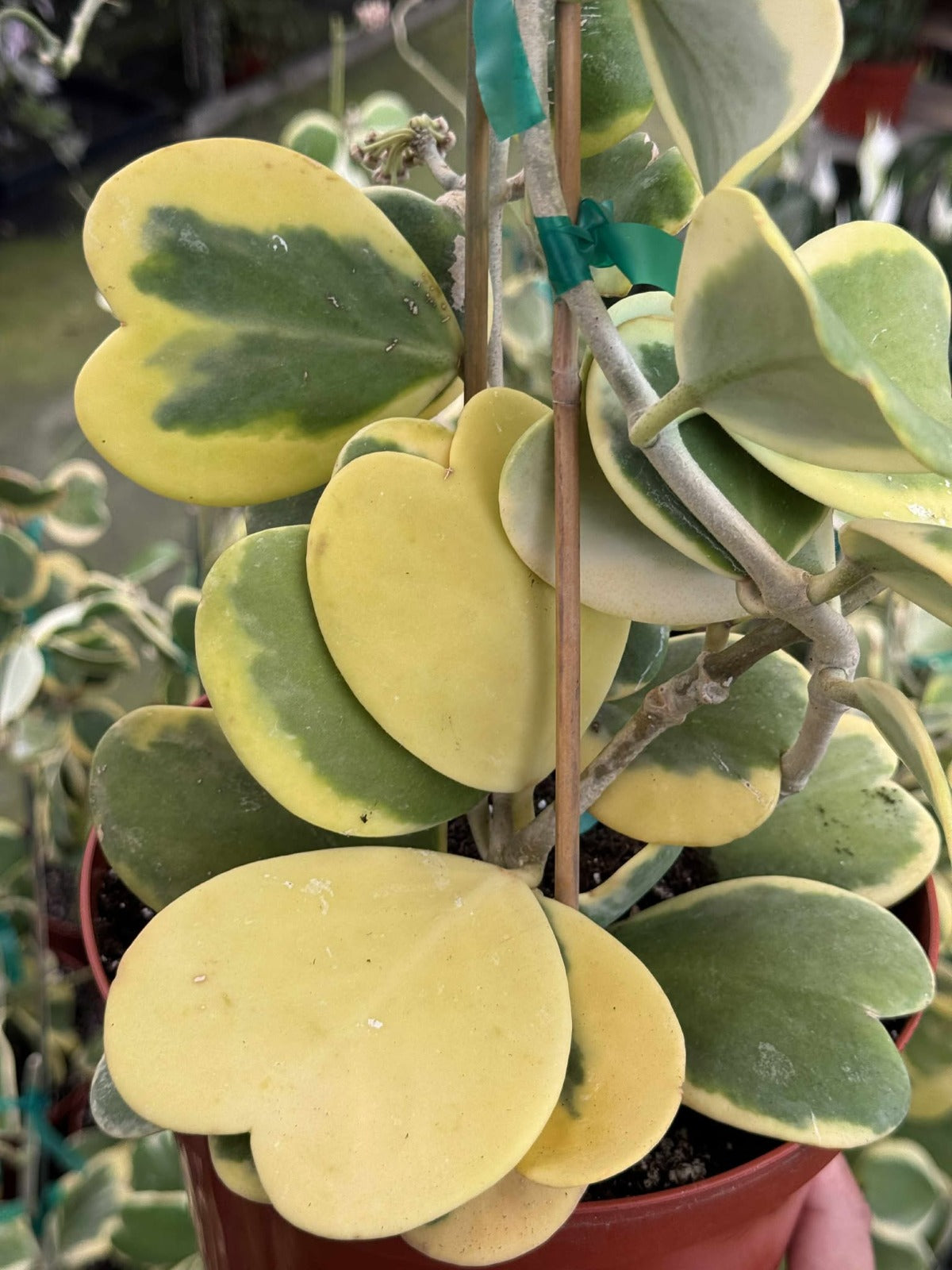 hoya kerri variegada jumbo