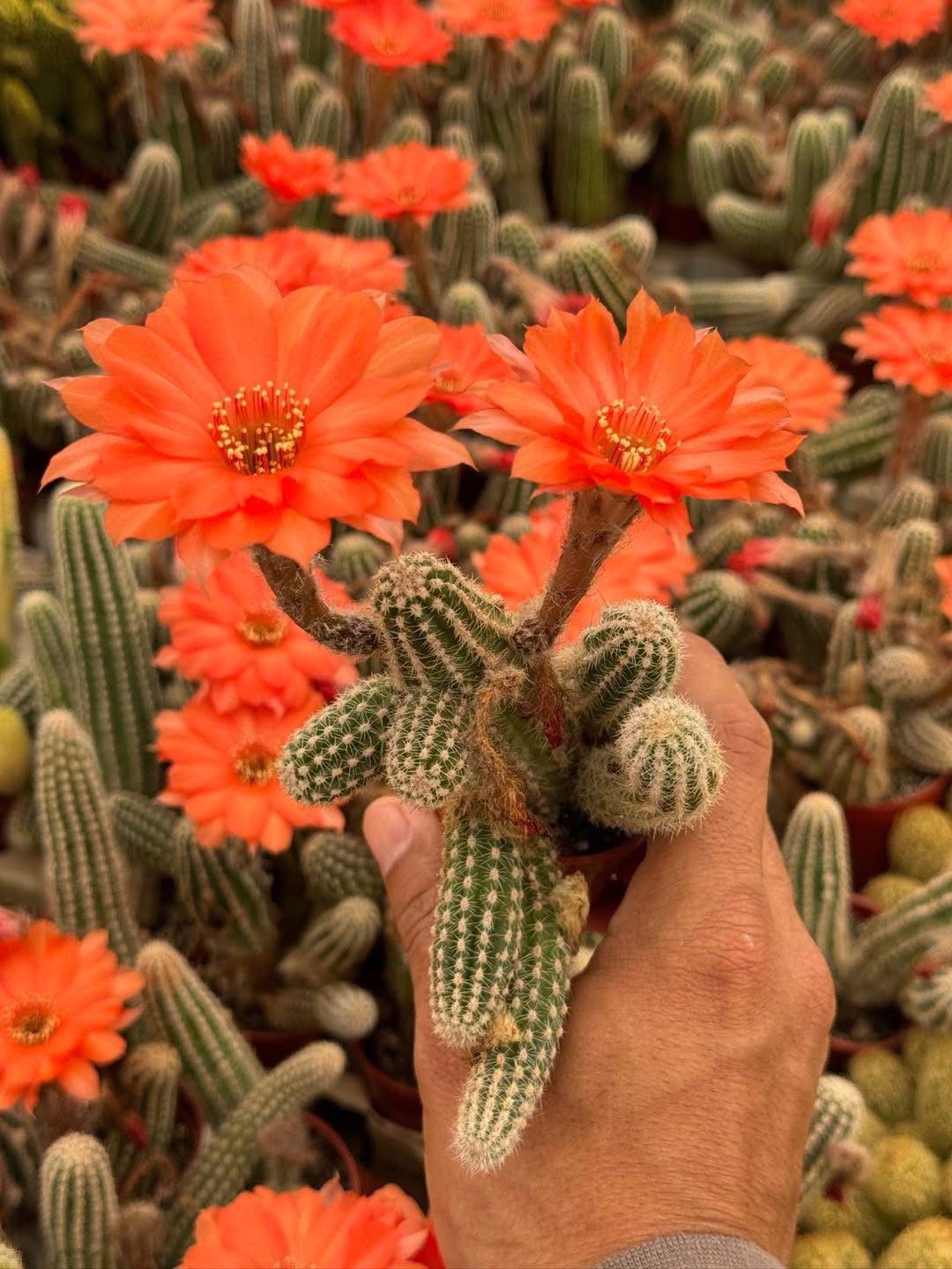 Echinopsis híbrido so