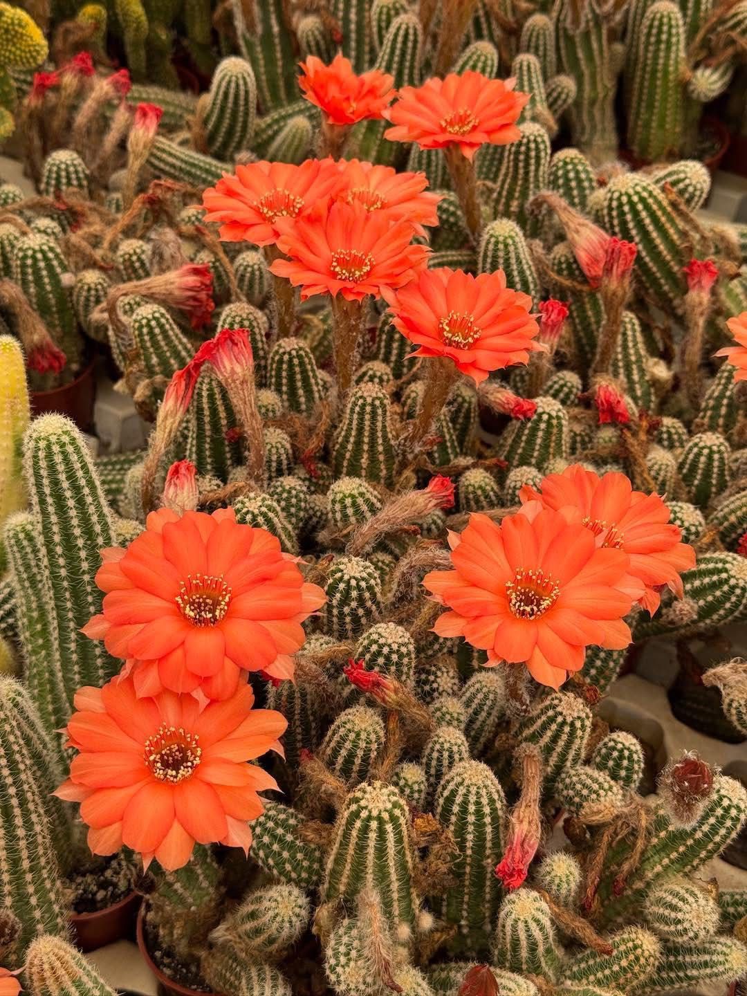 Echinopsis híbrido so