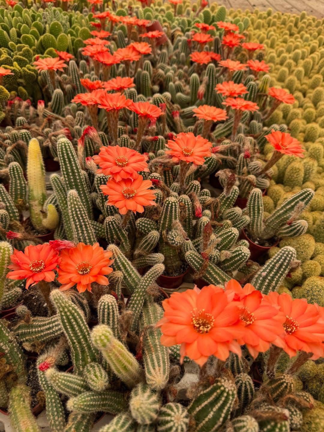 Echinopsis híbrido so
