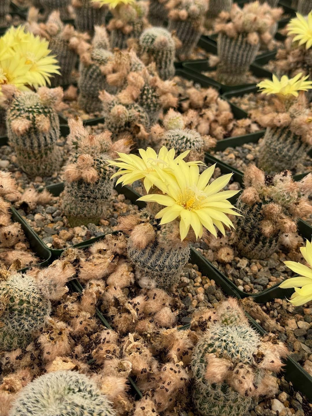 Frailea buenekeri var. densispina