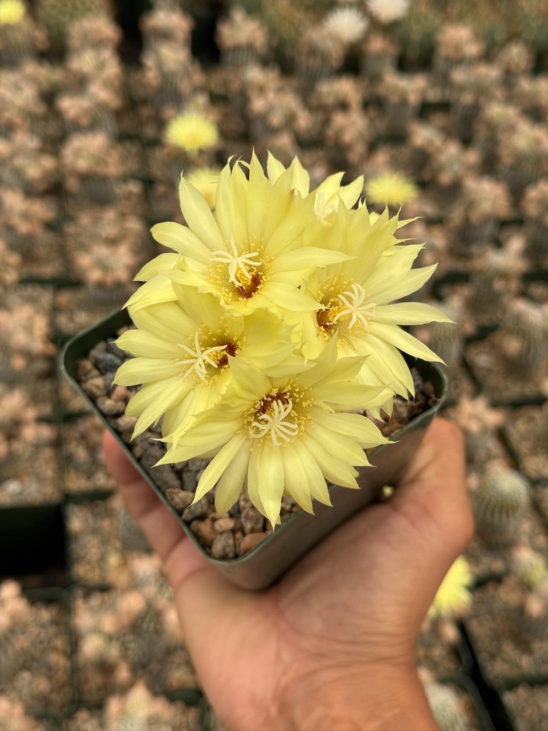 Frailea buenekeri var. densispina