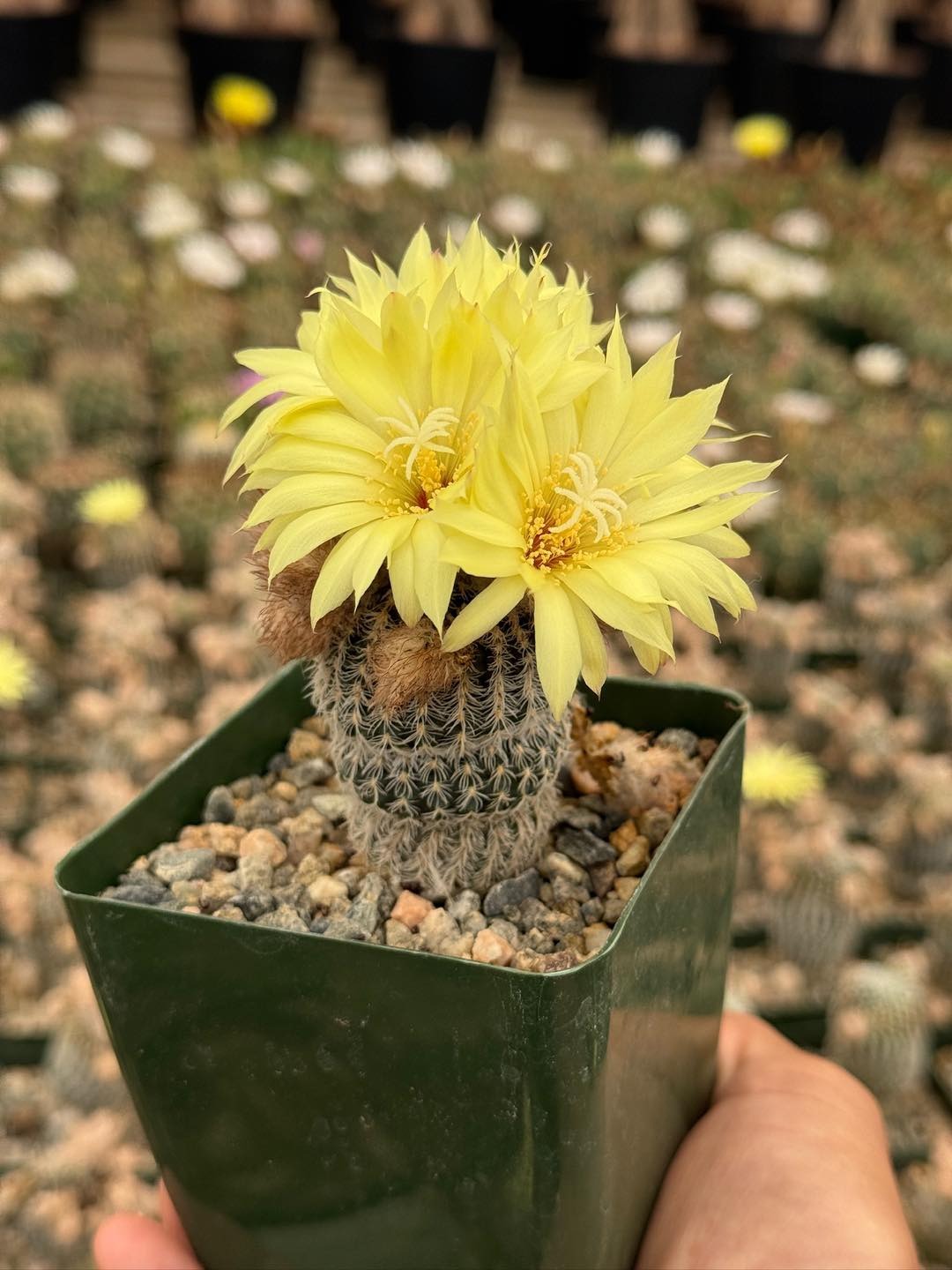 Frailea buenekeri var. densispina
