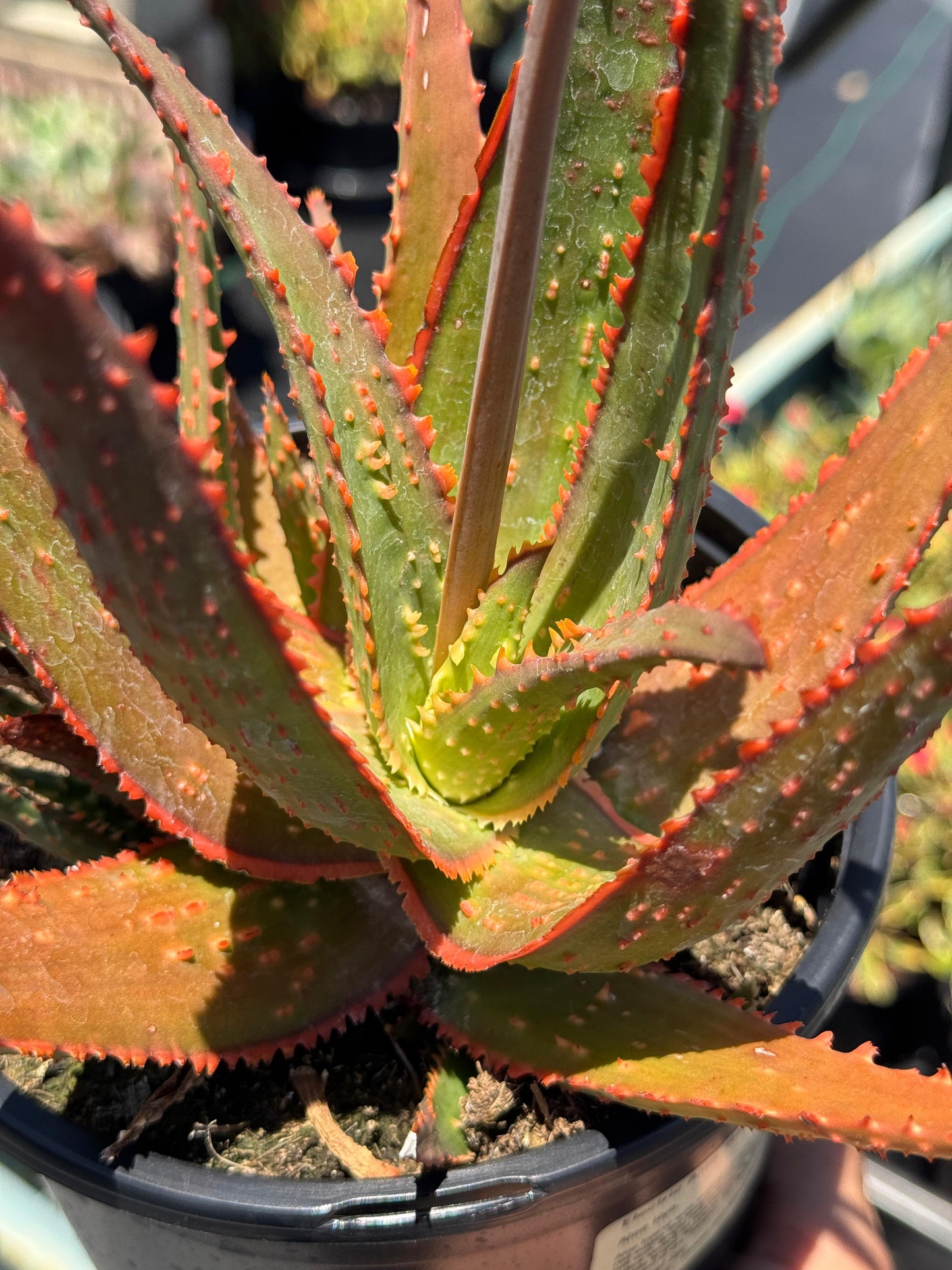 Aloe eléctric red neón