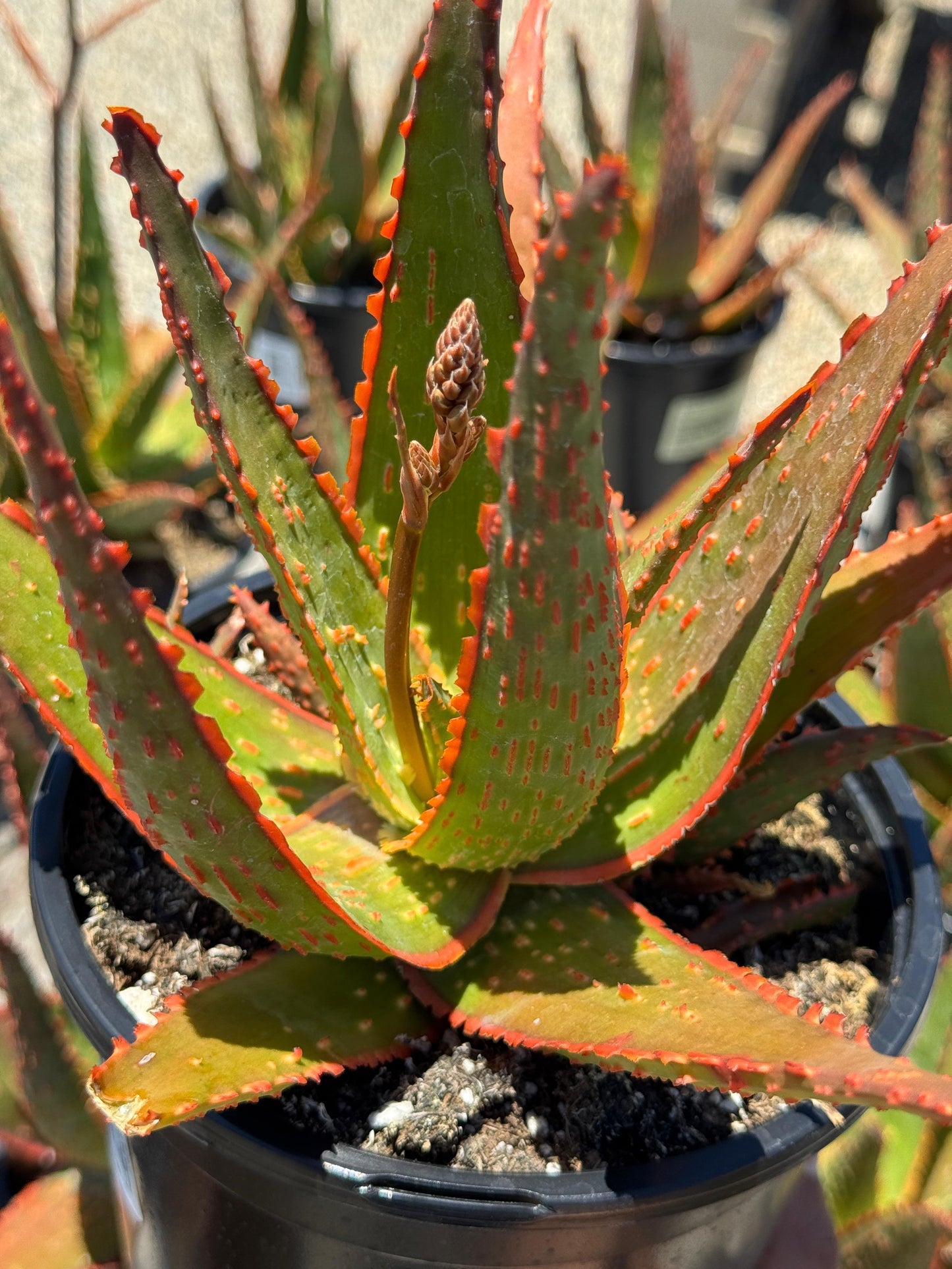 Aloe eléctric red neón