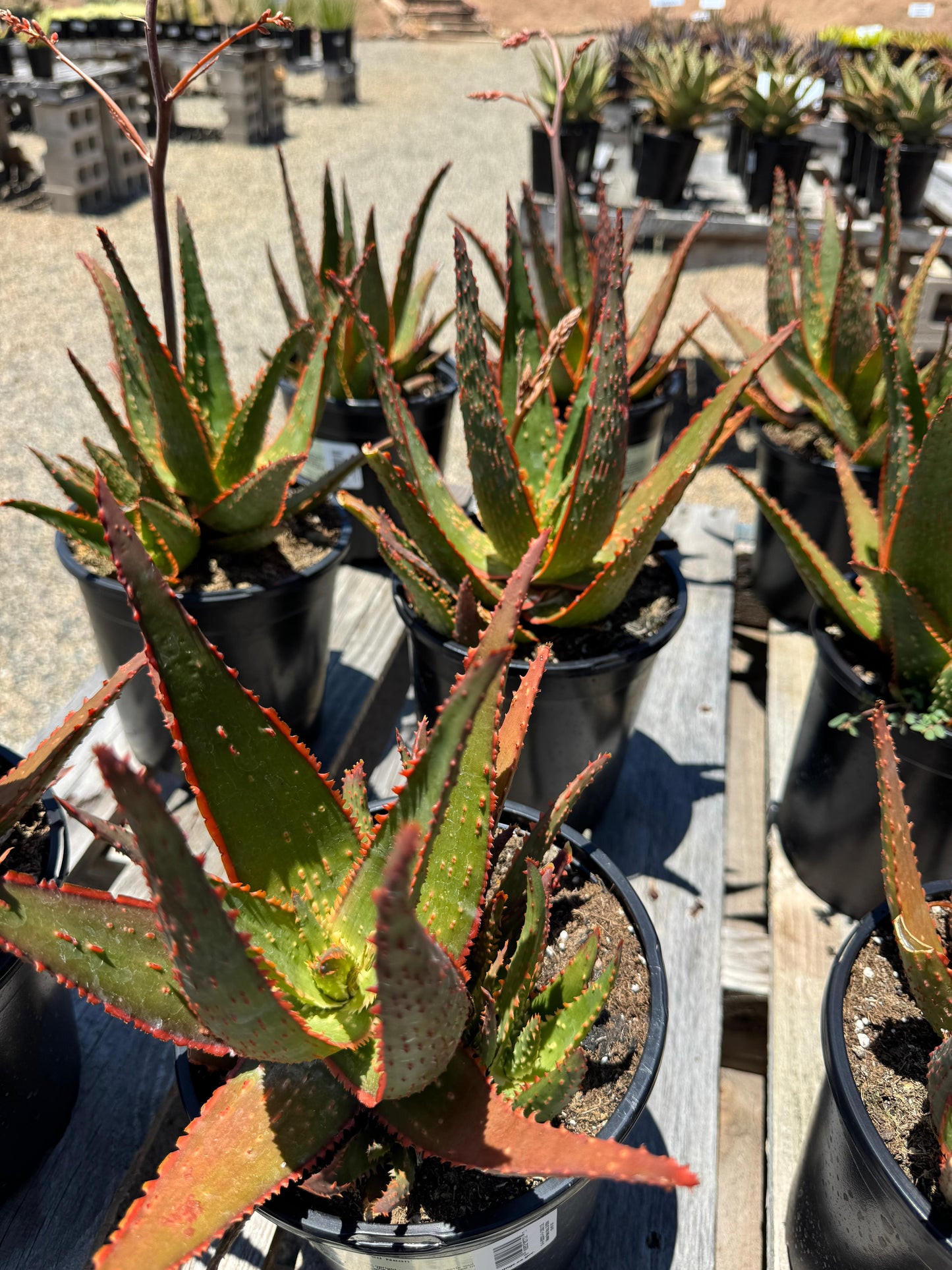 Aloe eléctric red neón