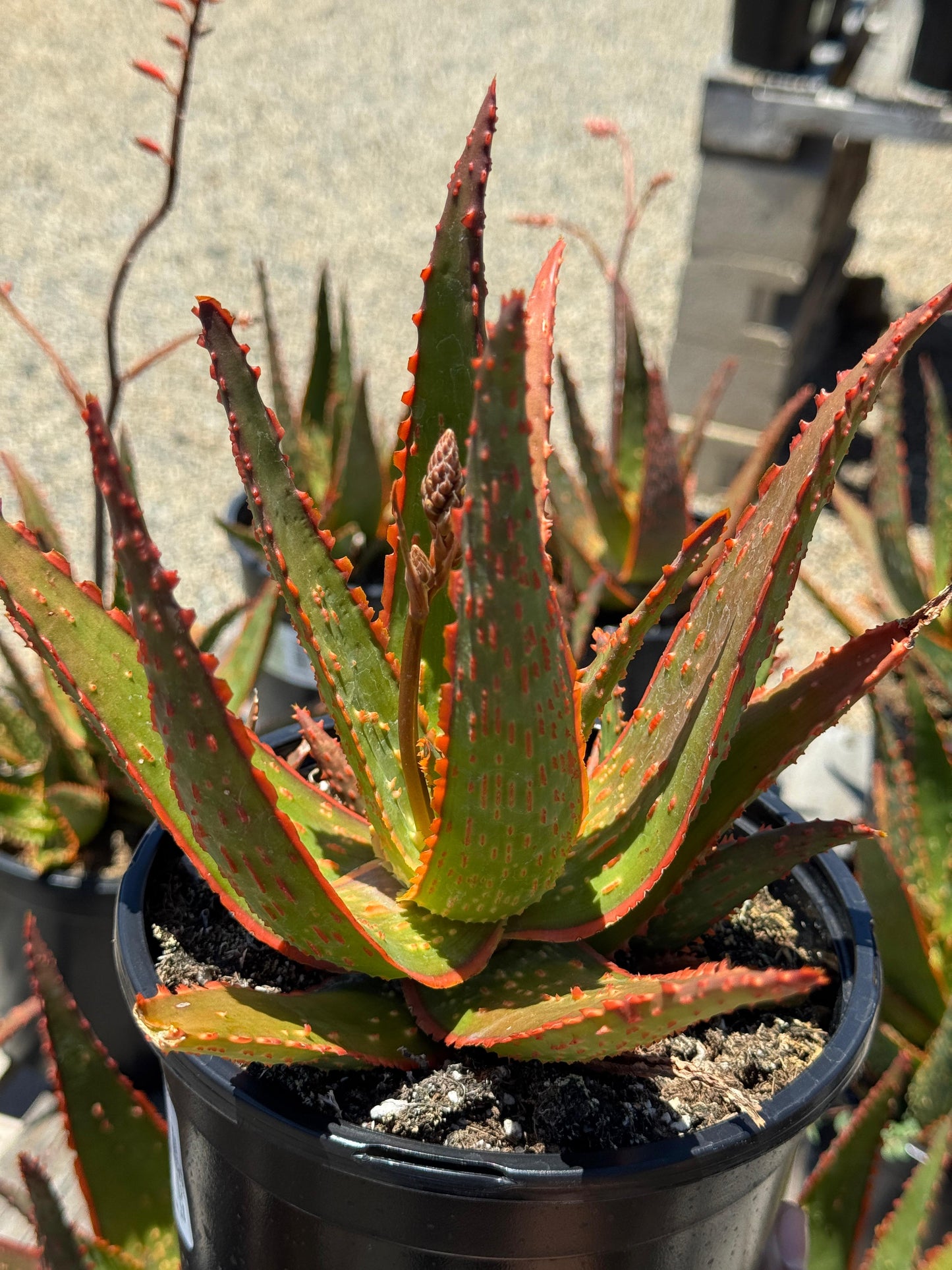 Aloe eléctric red neón