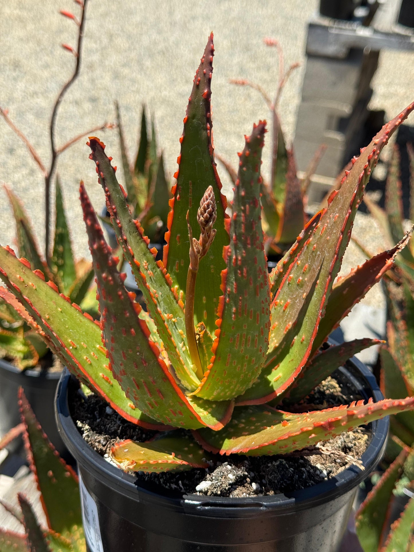 Aloe eléctric red neón