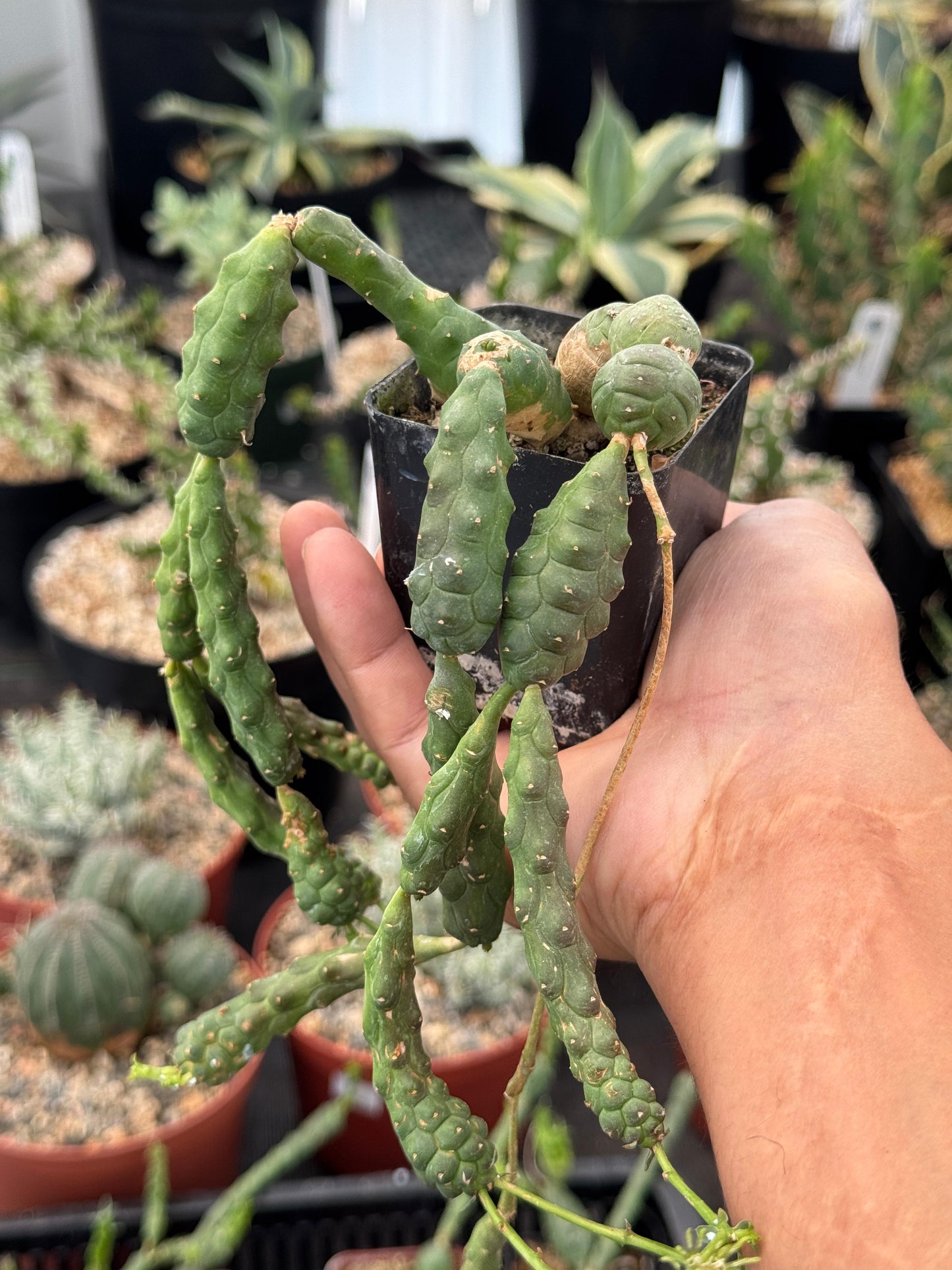 Euphorbia globosa