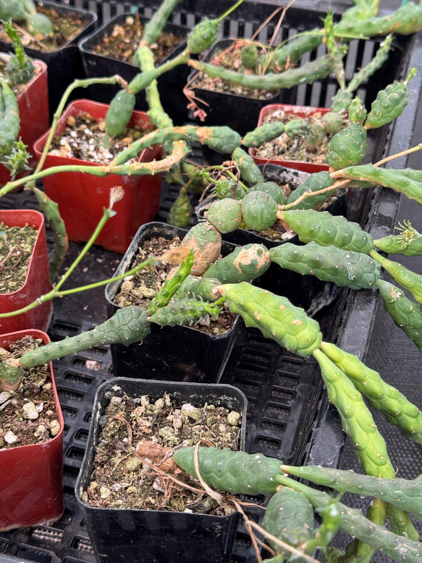Euphorbia globosa