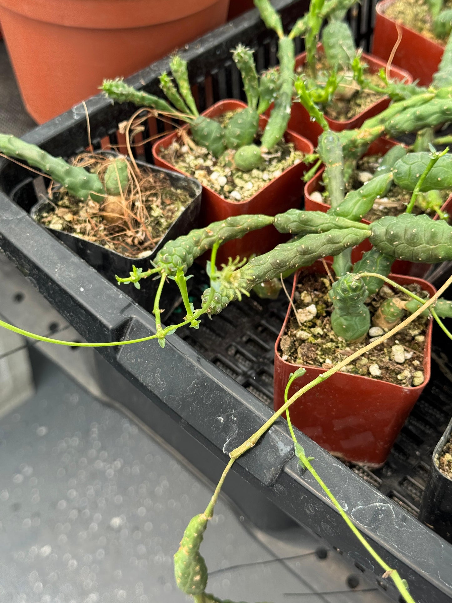 Euphorbia globosa