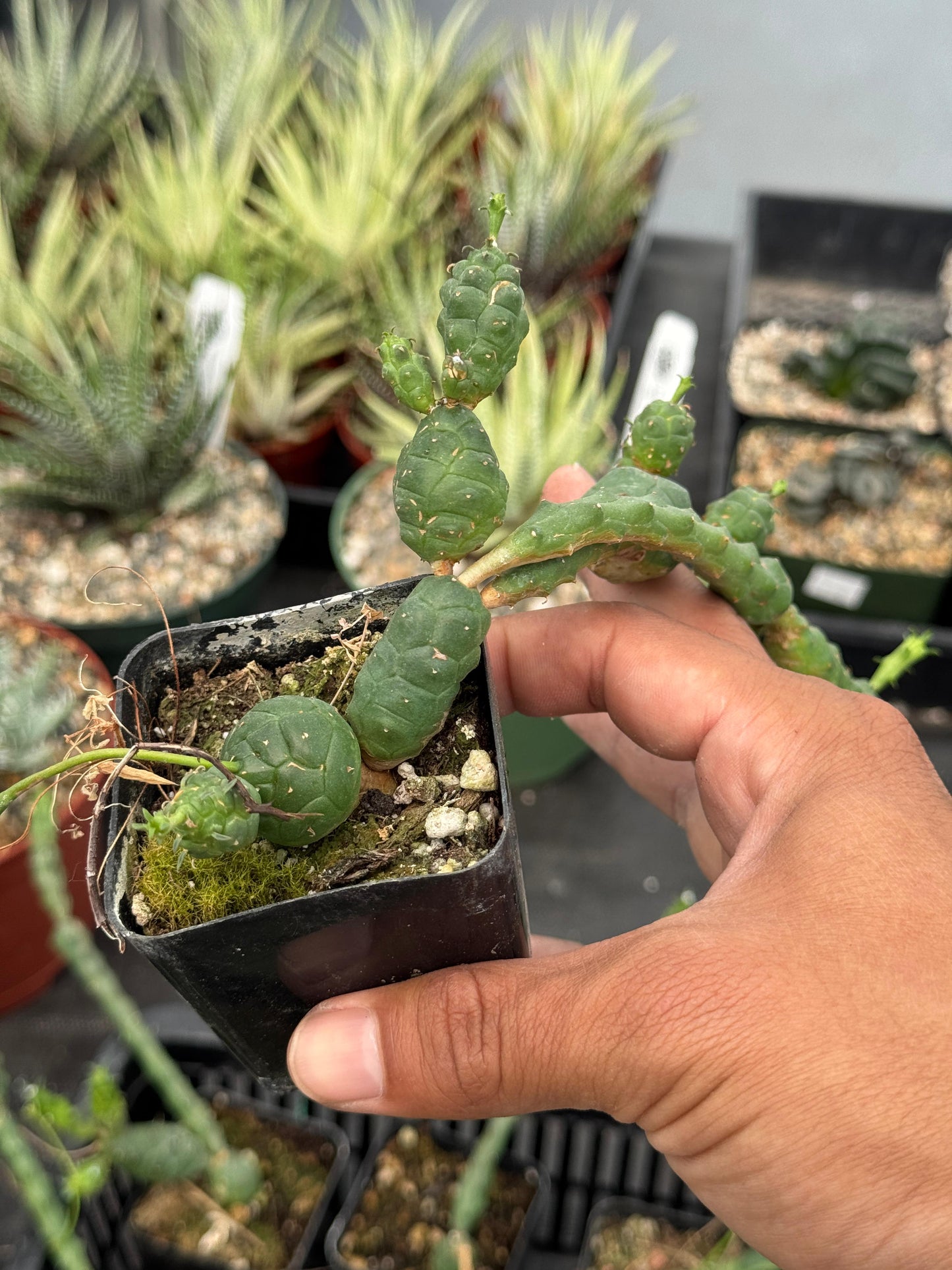 Euphorbia globosa