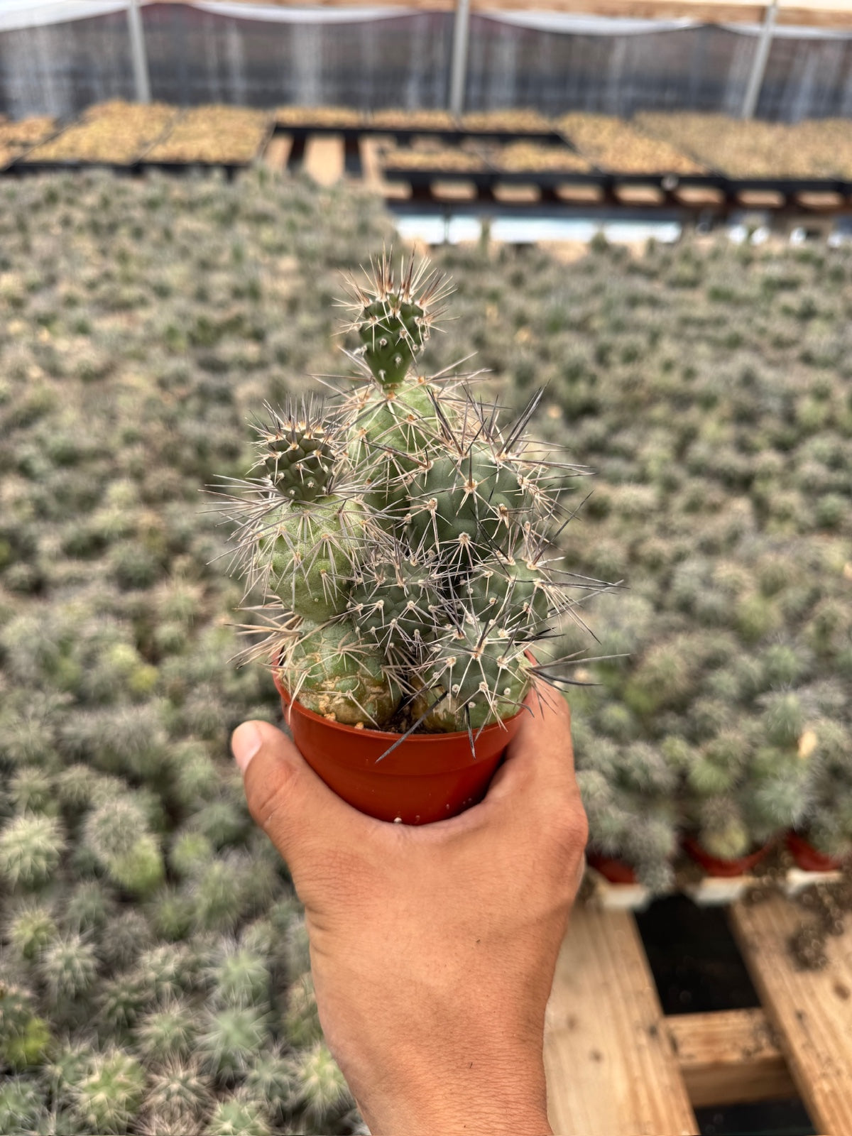 Tephrocactus alexanderi