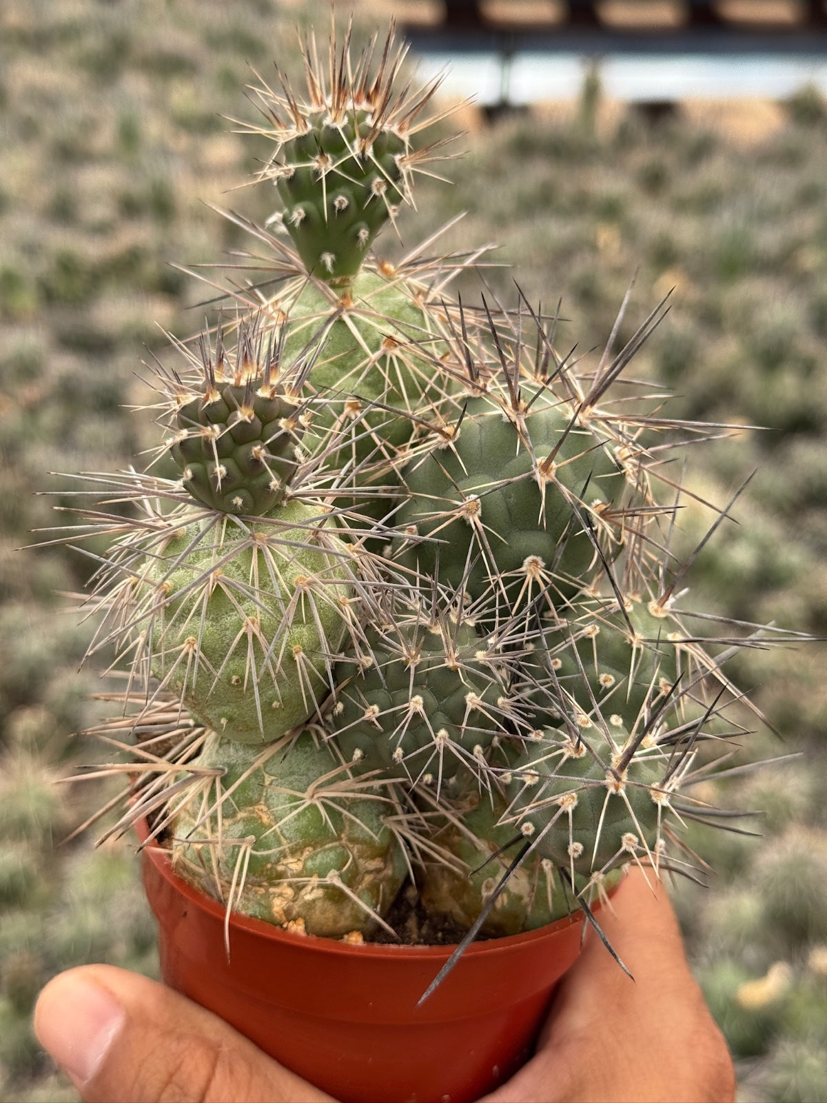 Tephrocactus alexanderi