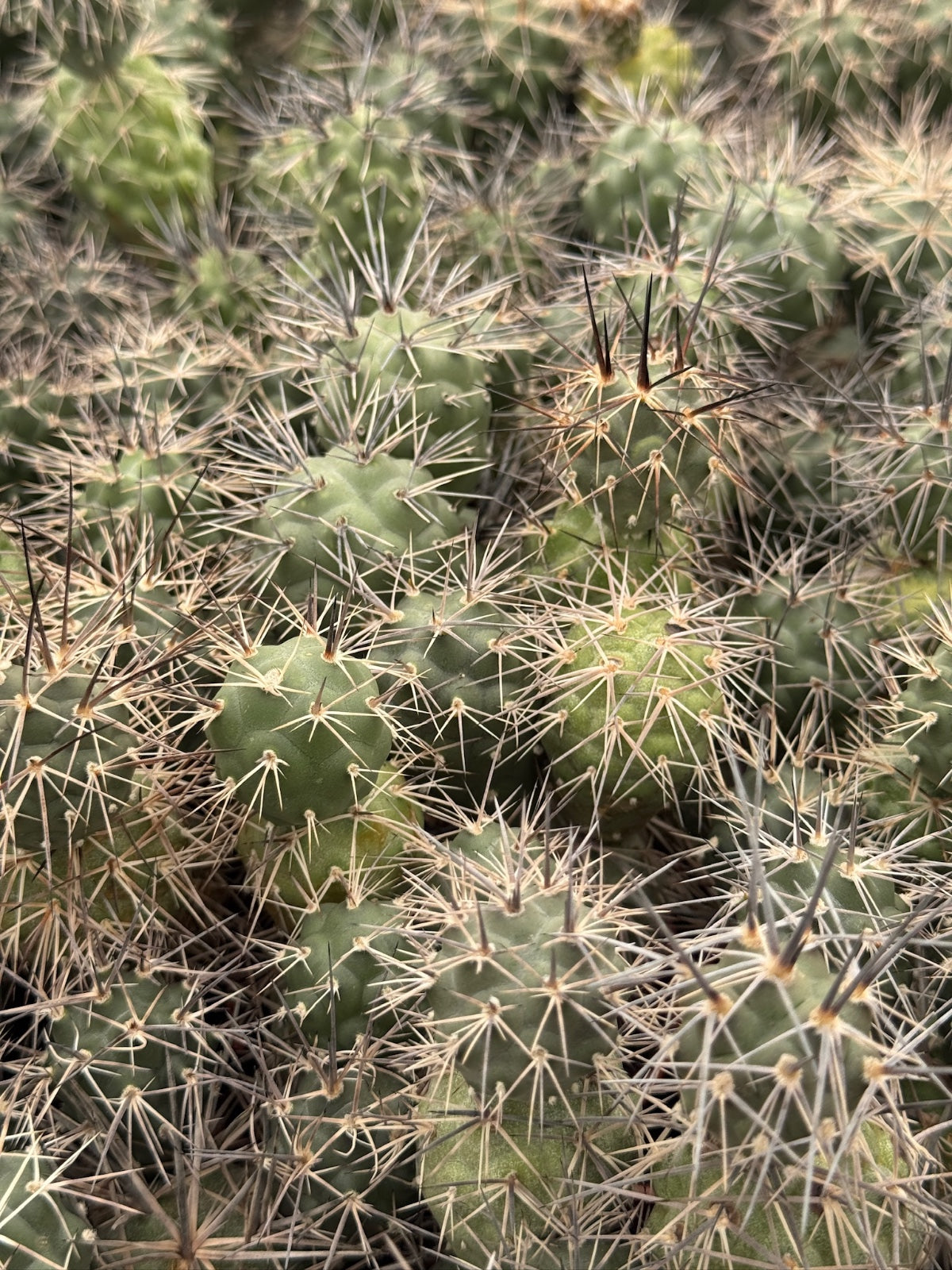Tephrocactus alexanderi