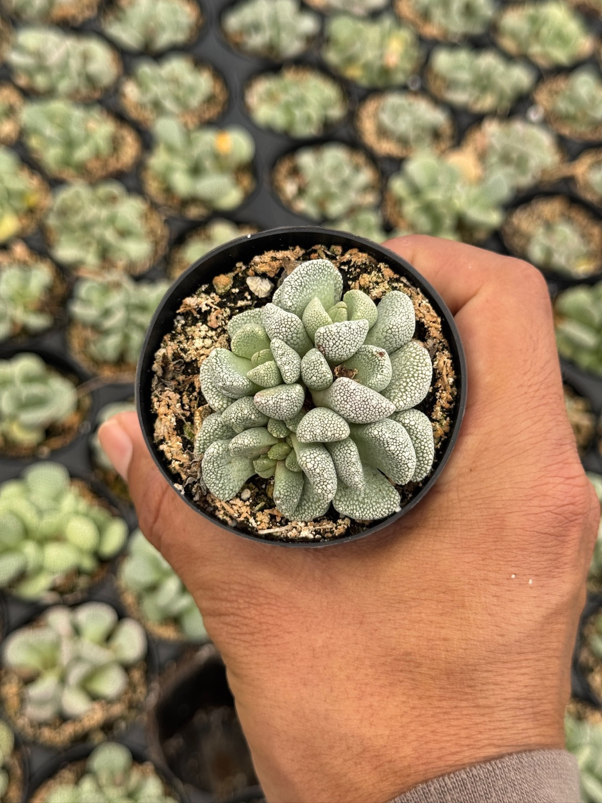 Aloinopsis villetii