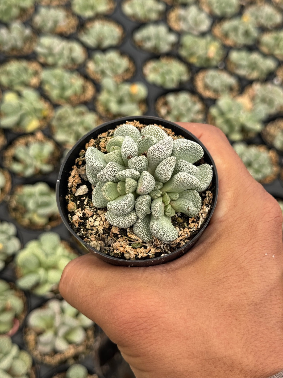 Aloinopsis villetii