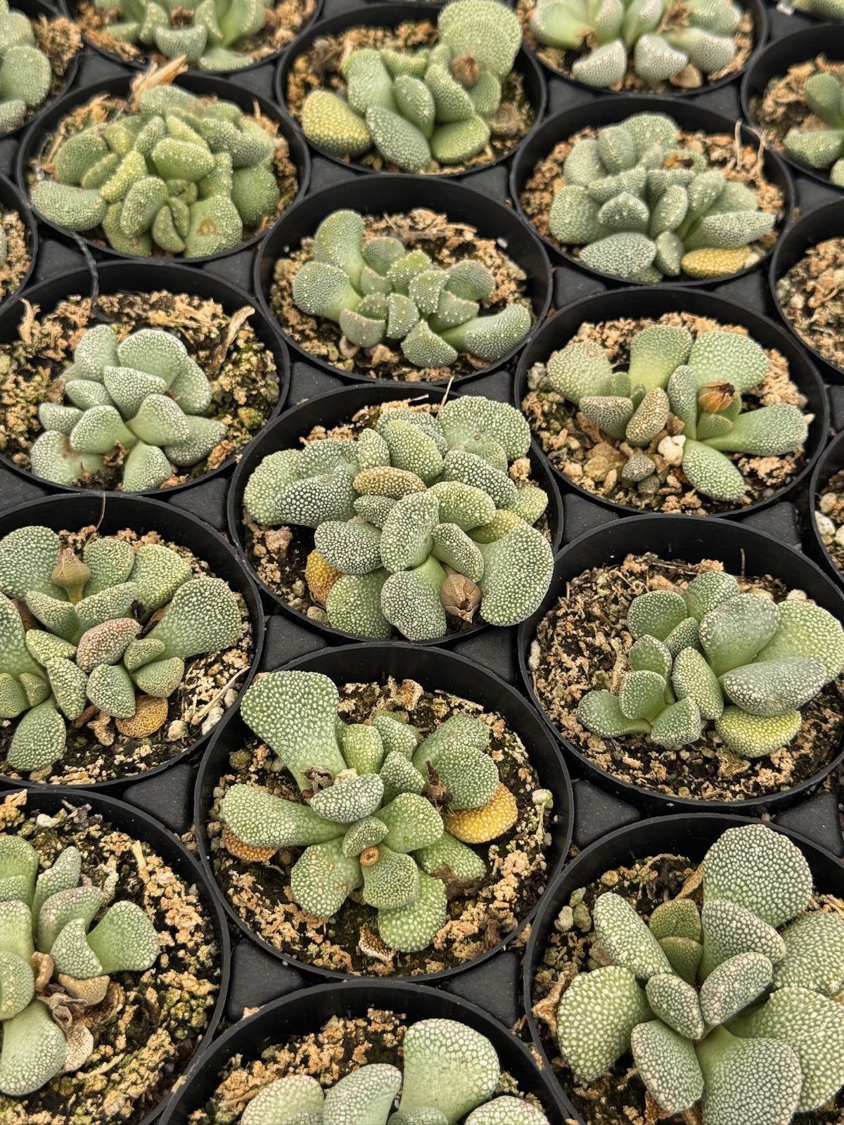 Aloinopsis villetii