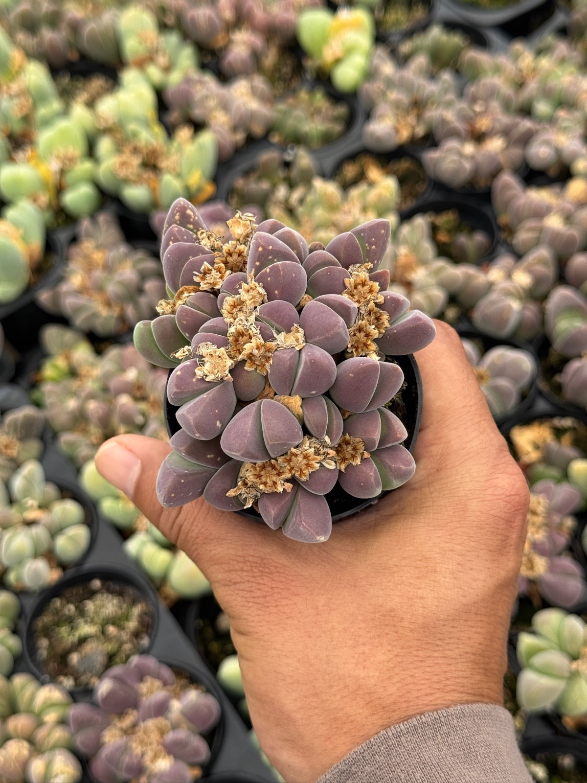 Gibbaeum heathii