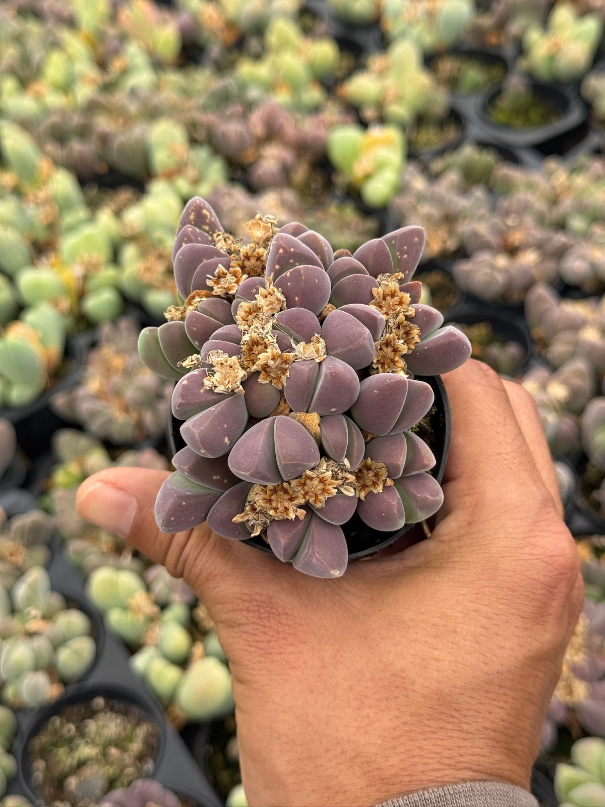 Gibbaeum heathii
