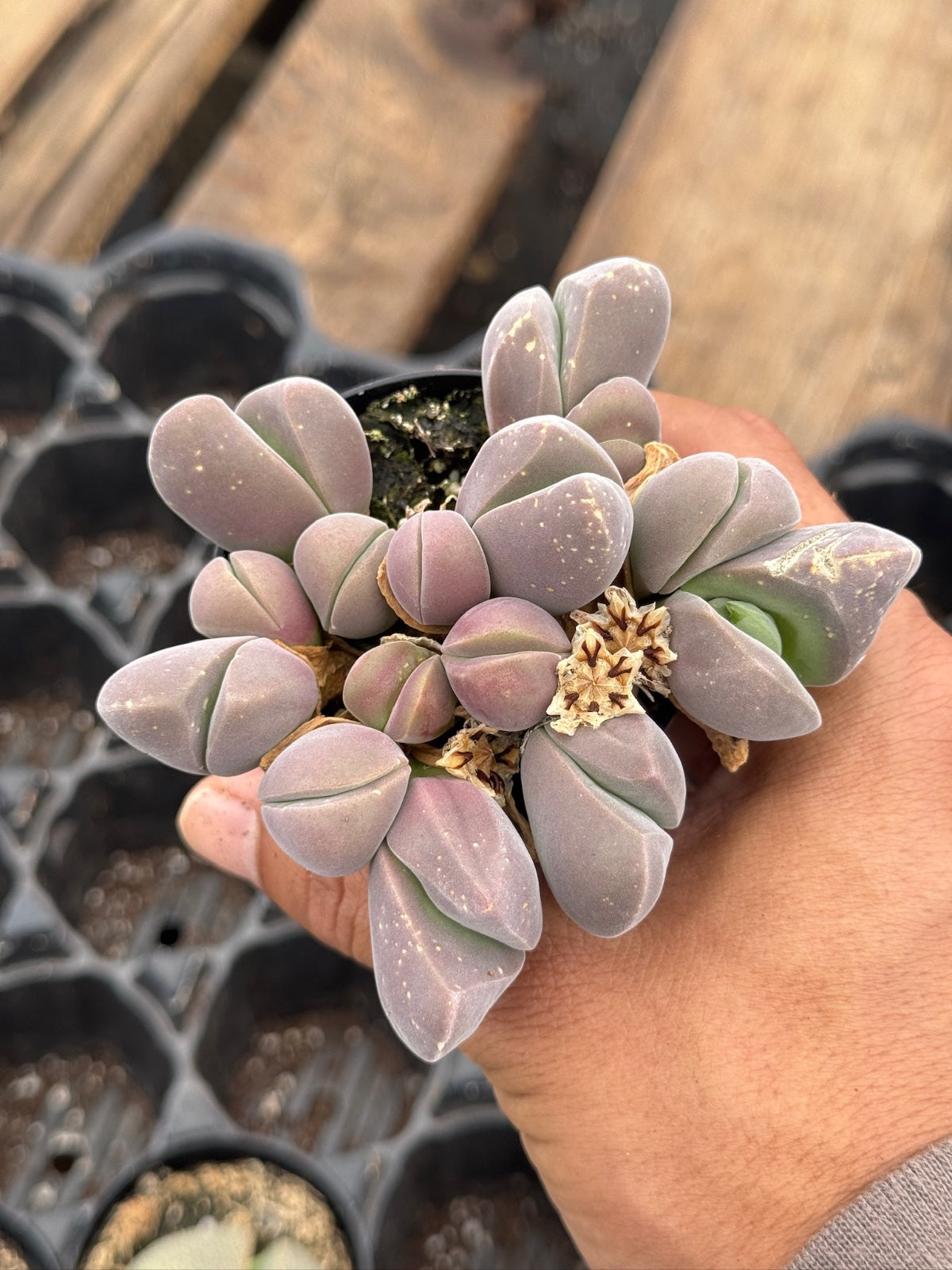 Gibbaeum heathii
