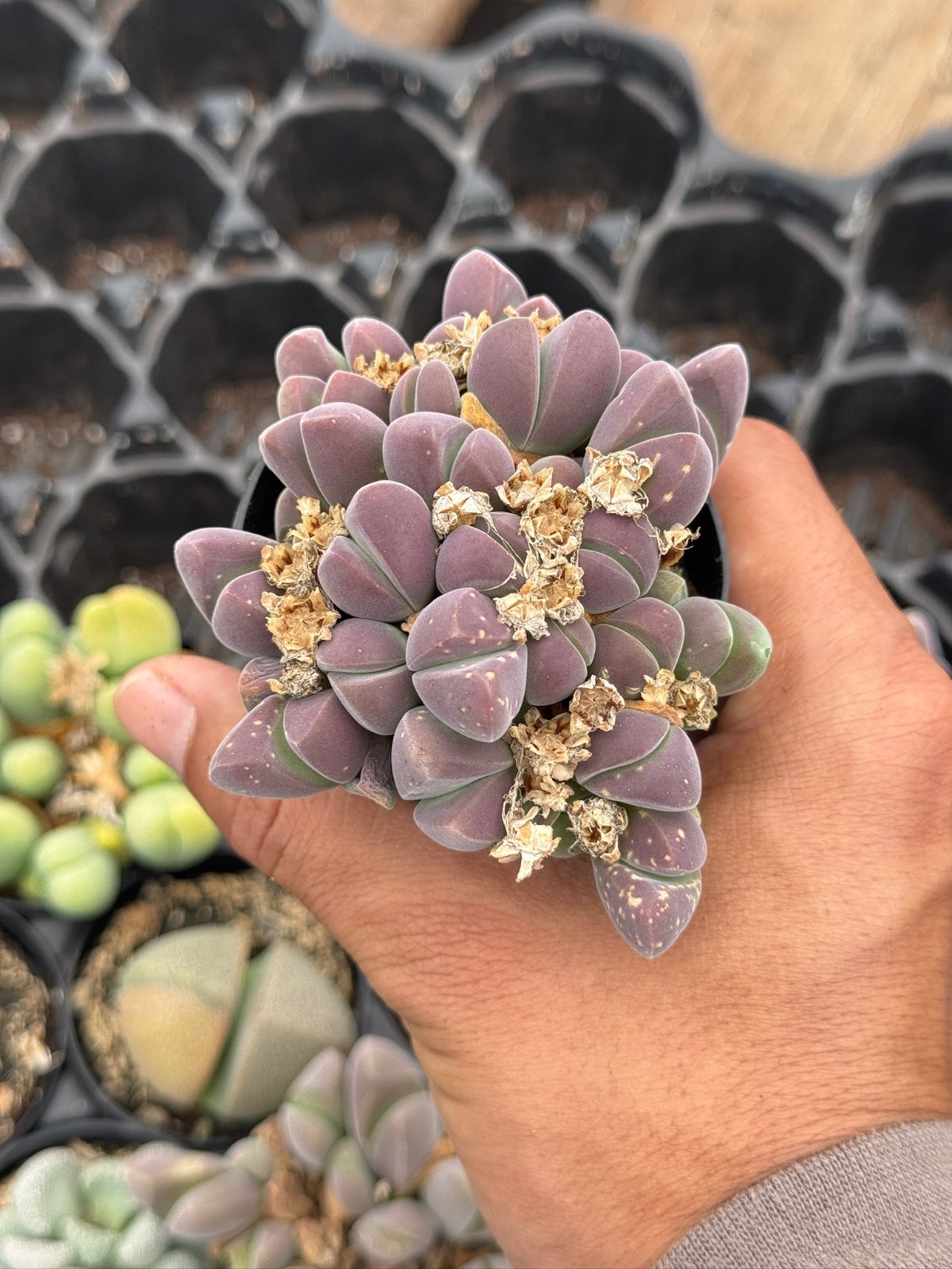 Gibbaeum heathii