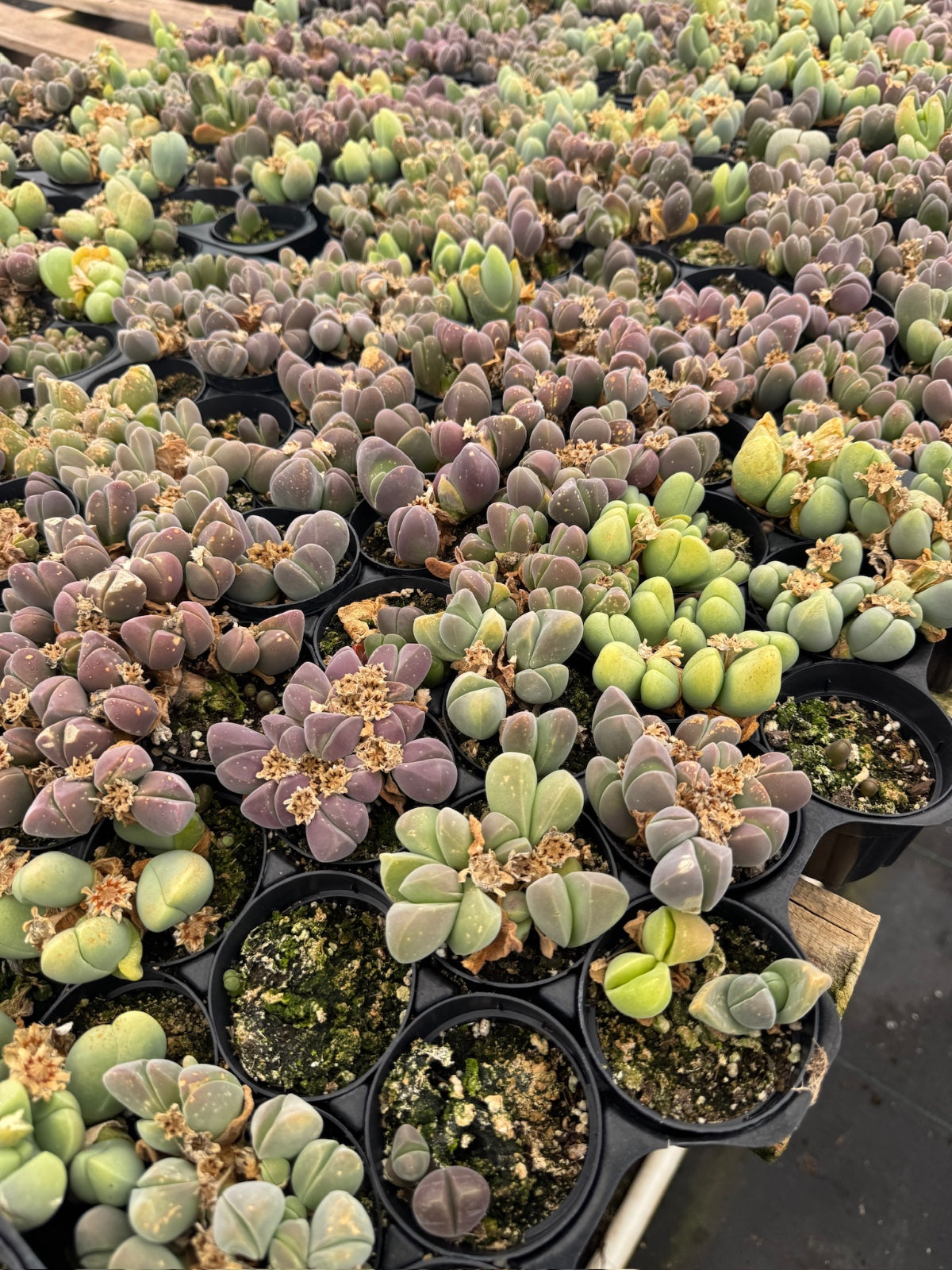 Gibbaeum heathii