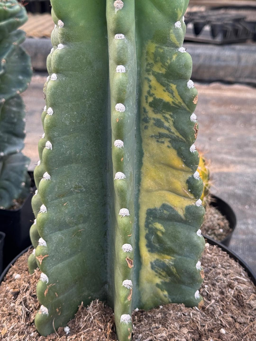Cereus peruvianus variegado