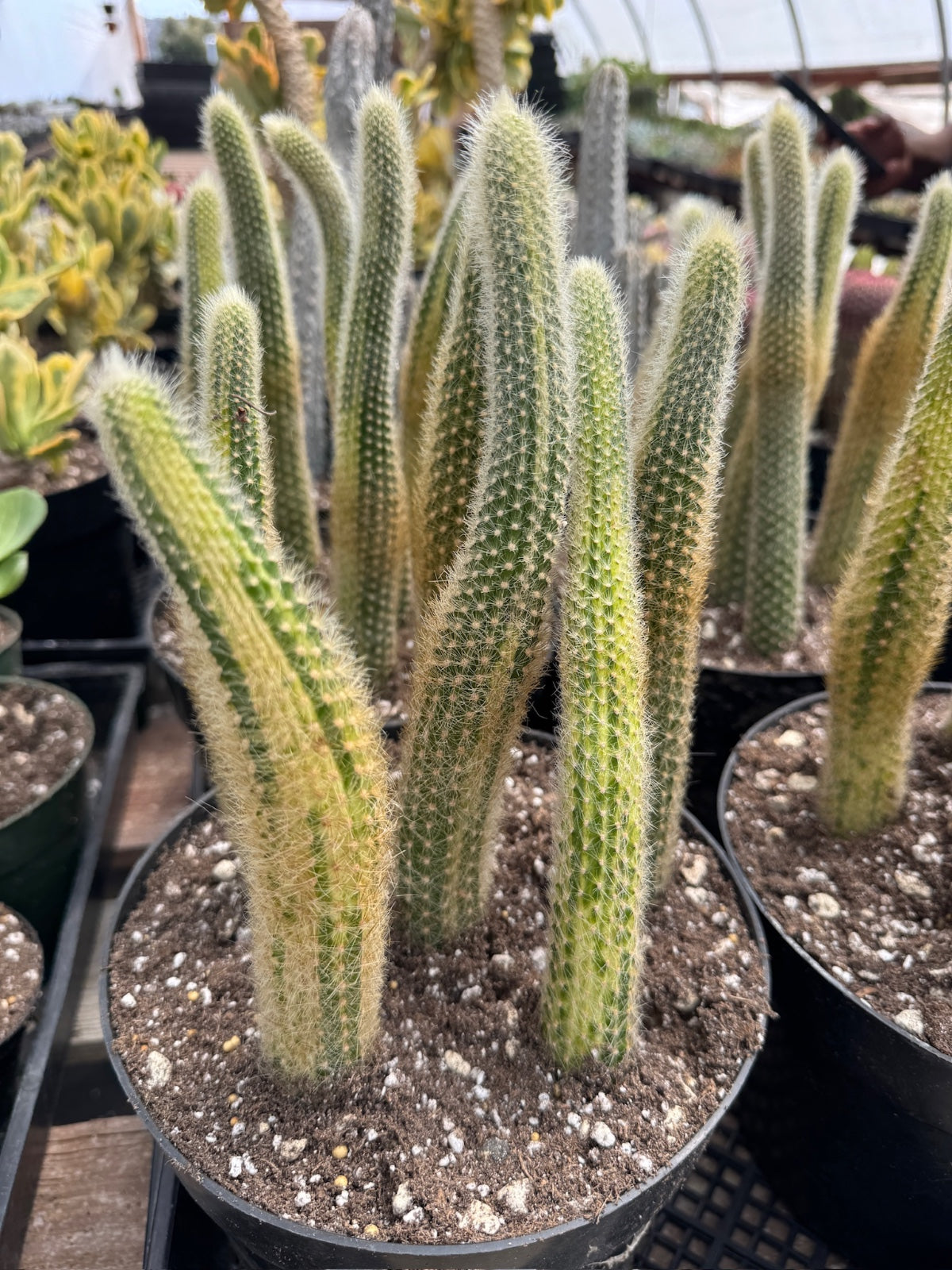 Cola de mono variegada