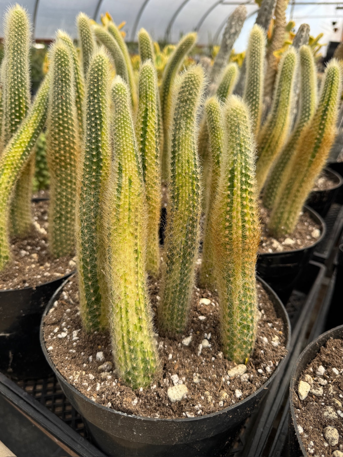 Cola de mono variegada