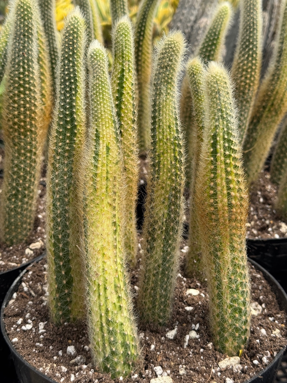 Cola de mono variegada