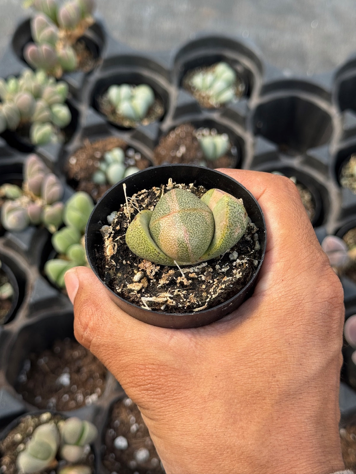 Pleiospilos nelii variegado