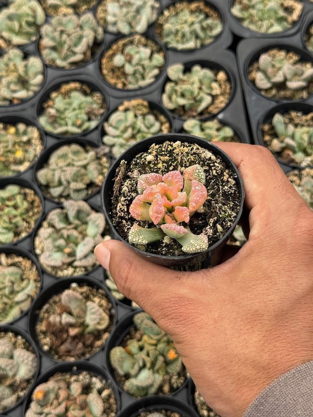 Titanopsis calcareum variegada
