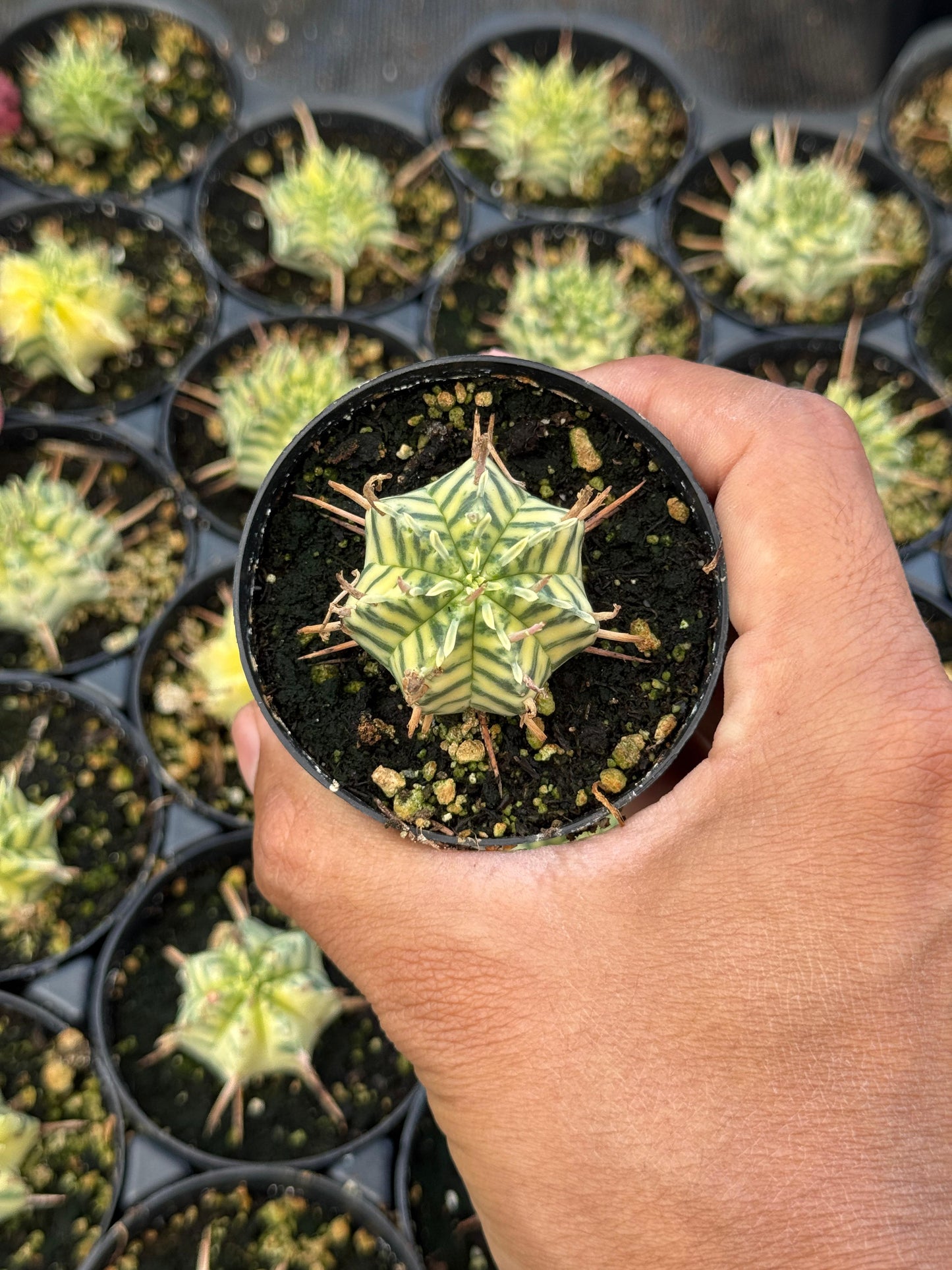 Euphorbia meloformis variegada