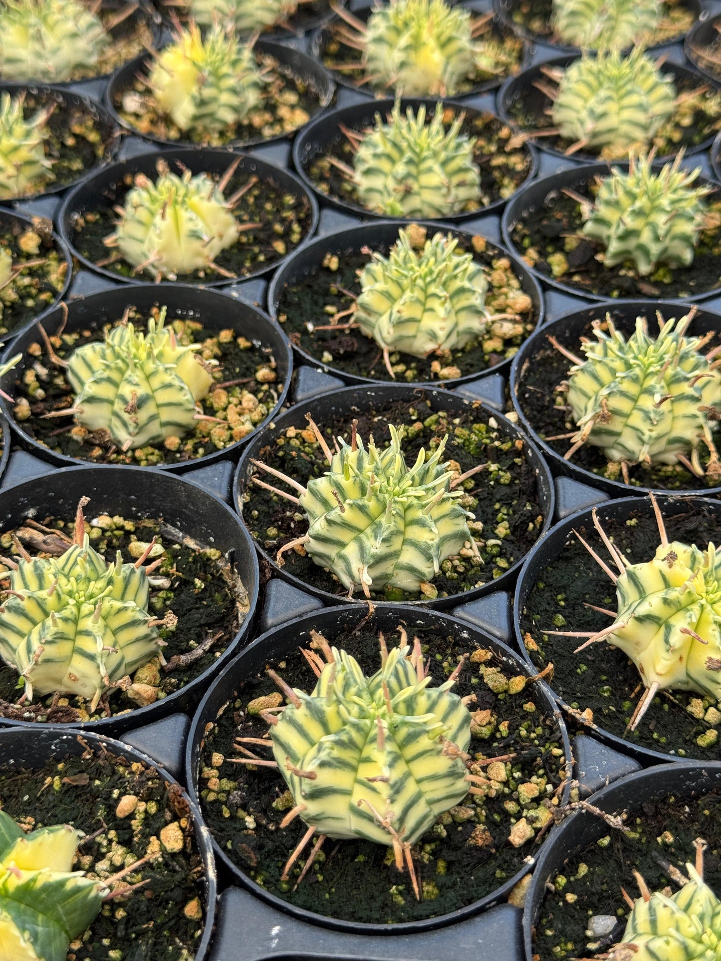 Euphorbia meloformis variegada